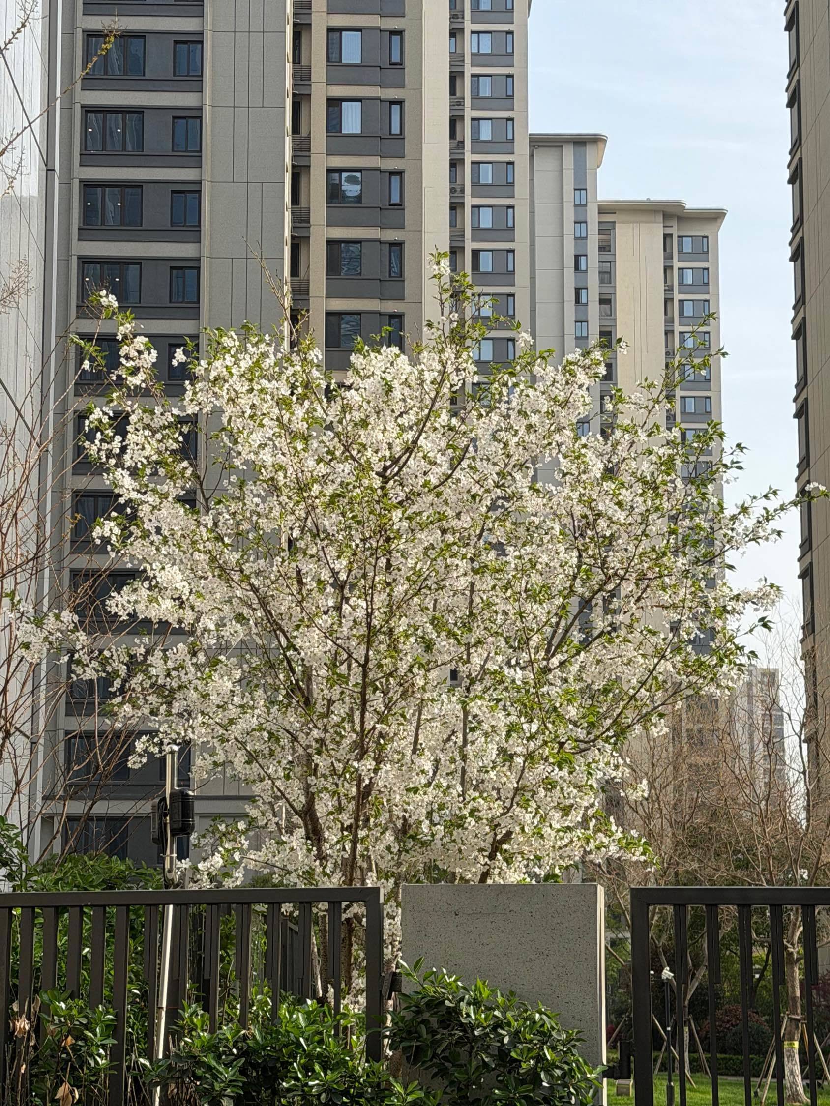 窗外就是春暖花开 城市风光  树洞 