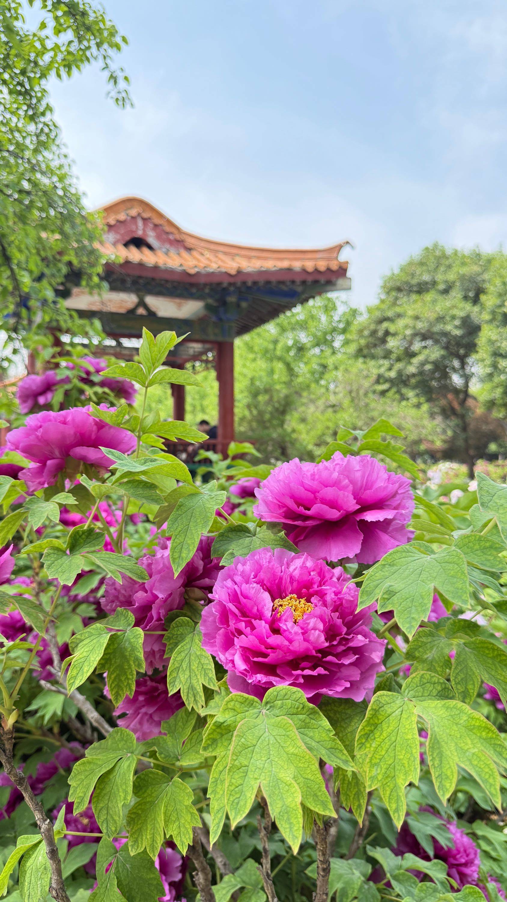 洛阳牡丹，雍容华贵～ 牡丹 _2