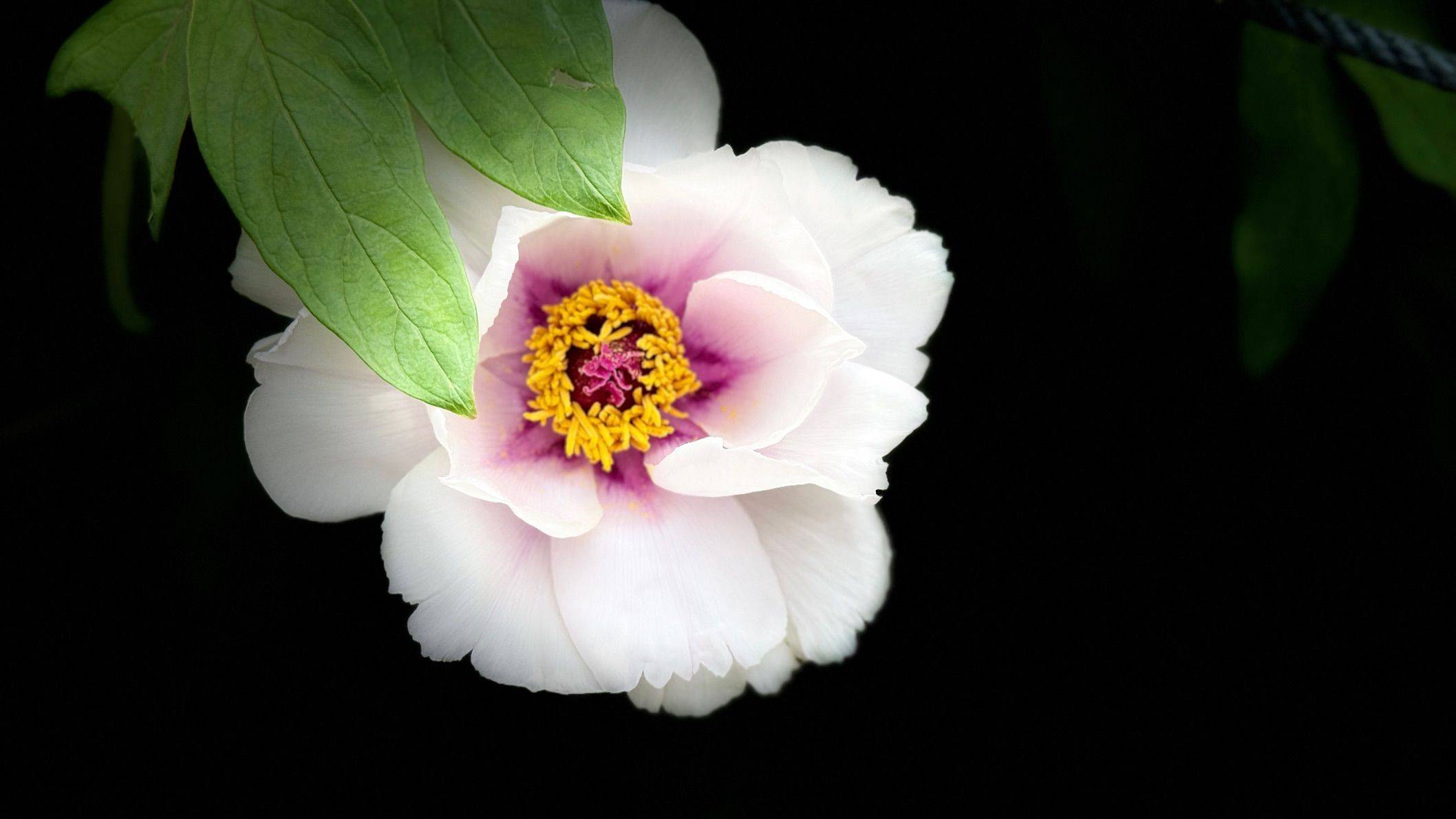 洛阳牡丹，雍容华贵～ 牡丹 