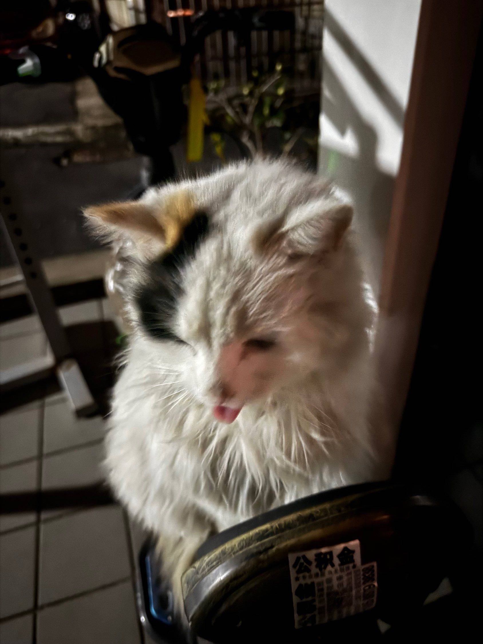 猫咪为啥一直吐着舌头👅_1