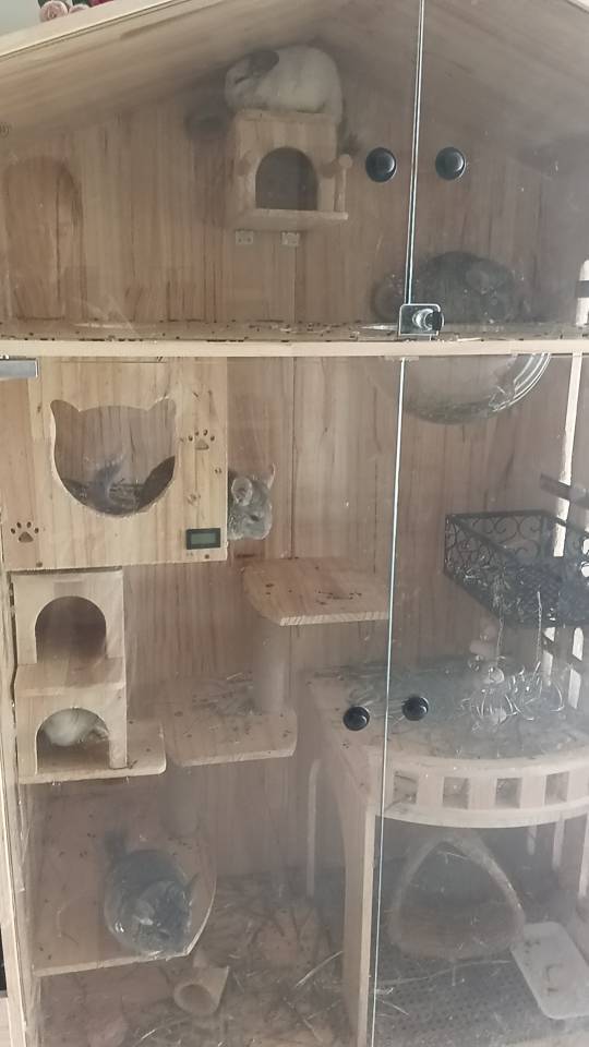 宠物领养 ！生多了求领养！我家萌宠最