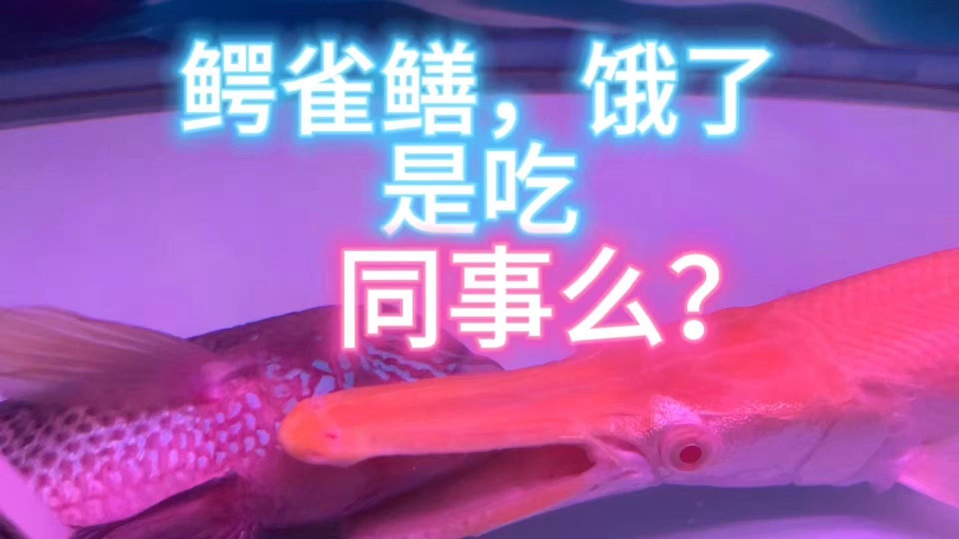 大鱼吃小鱼，照进现实