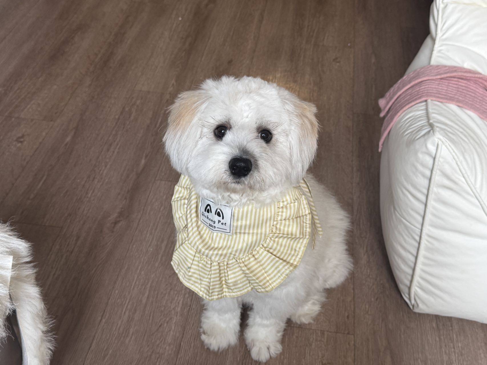 上海一岁妹妹找领养_1