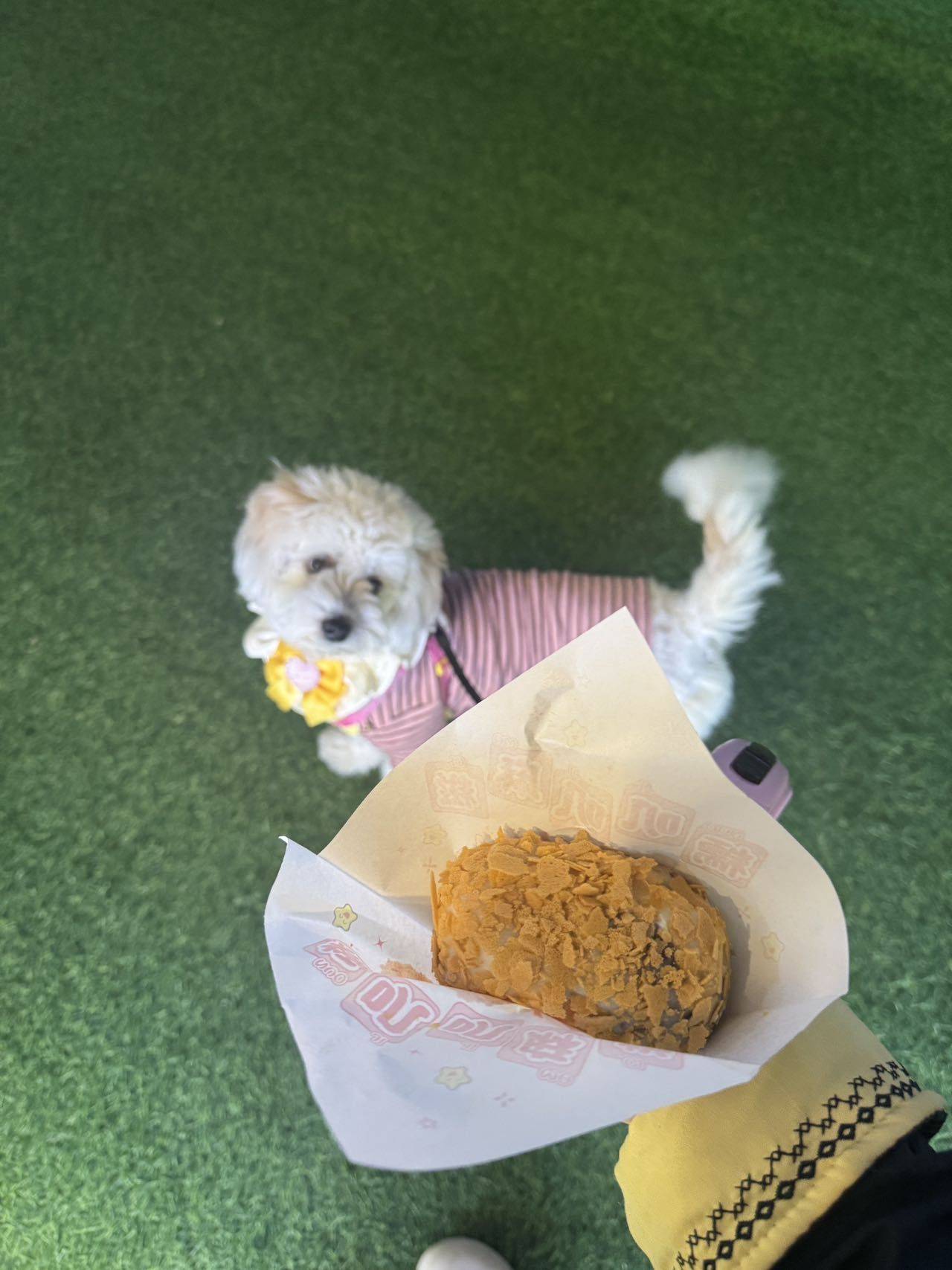 上海一岁妹妹找领养_3