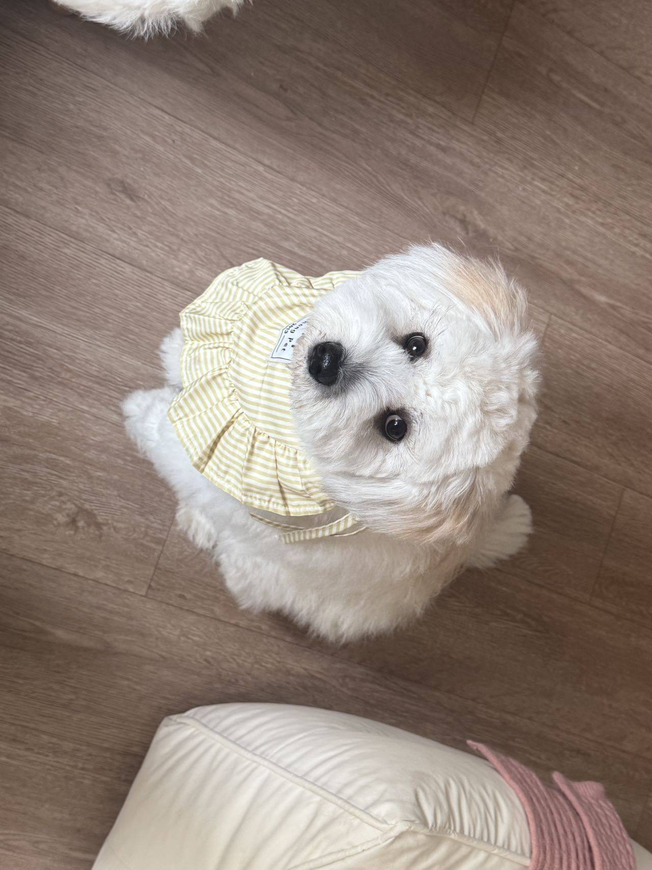 上海一岁妹妹找领养