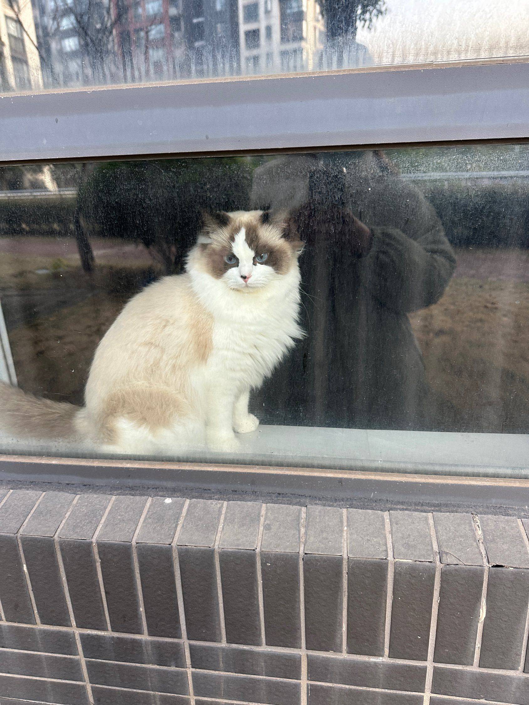 路过一楼看到的可爱布偶