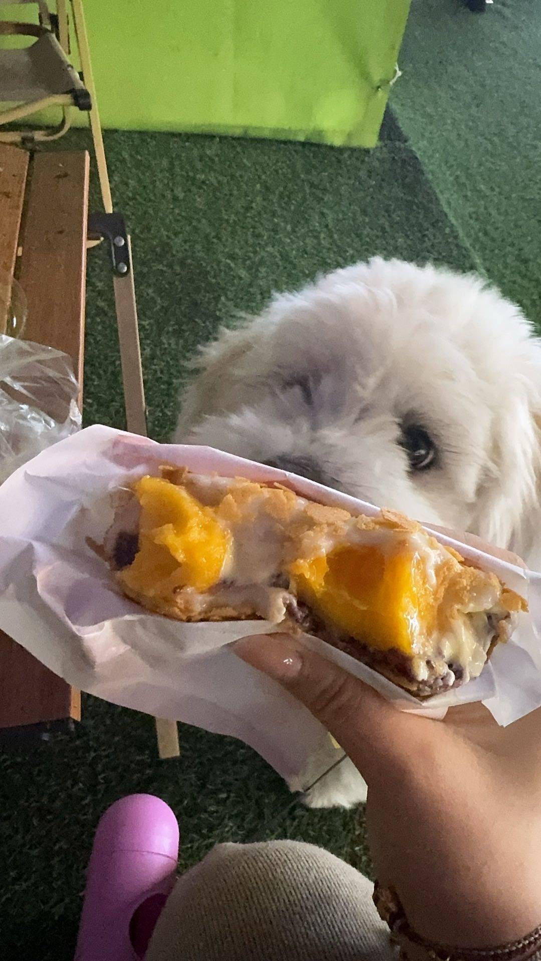 上海一岁妹妹找领养_4