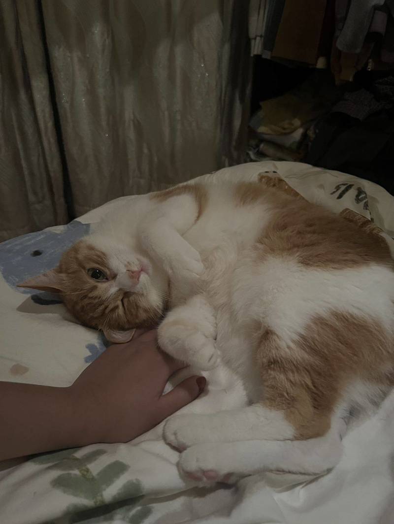 叽叽歪歪的歪歪