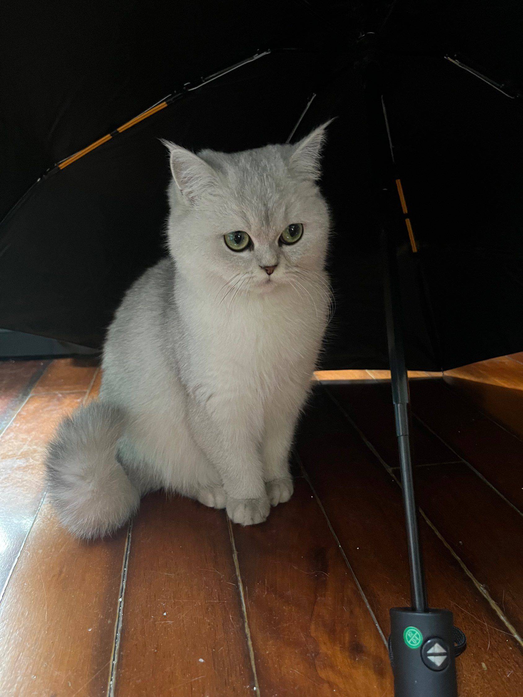 闵行莘庄找室友