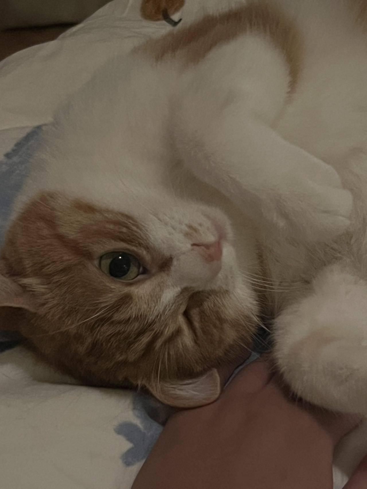 叽叽歪歪的歪歪_1