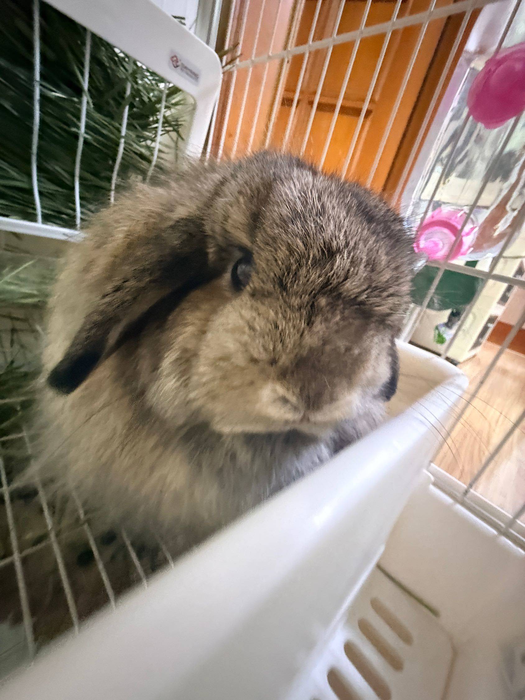 双血统垂耳兔妹妹找领养