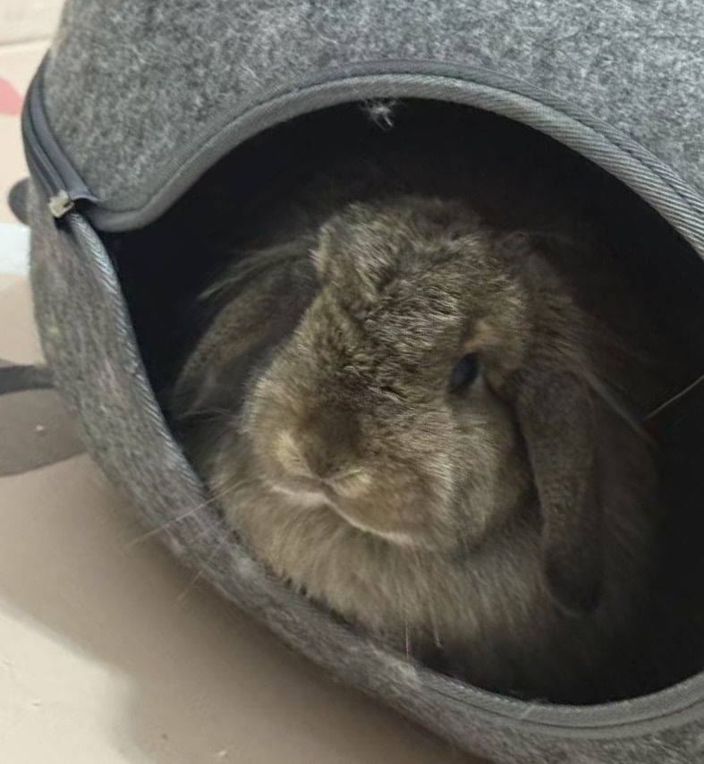 双血统垂耳兔妹妹找领养_1