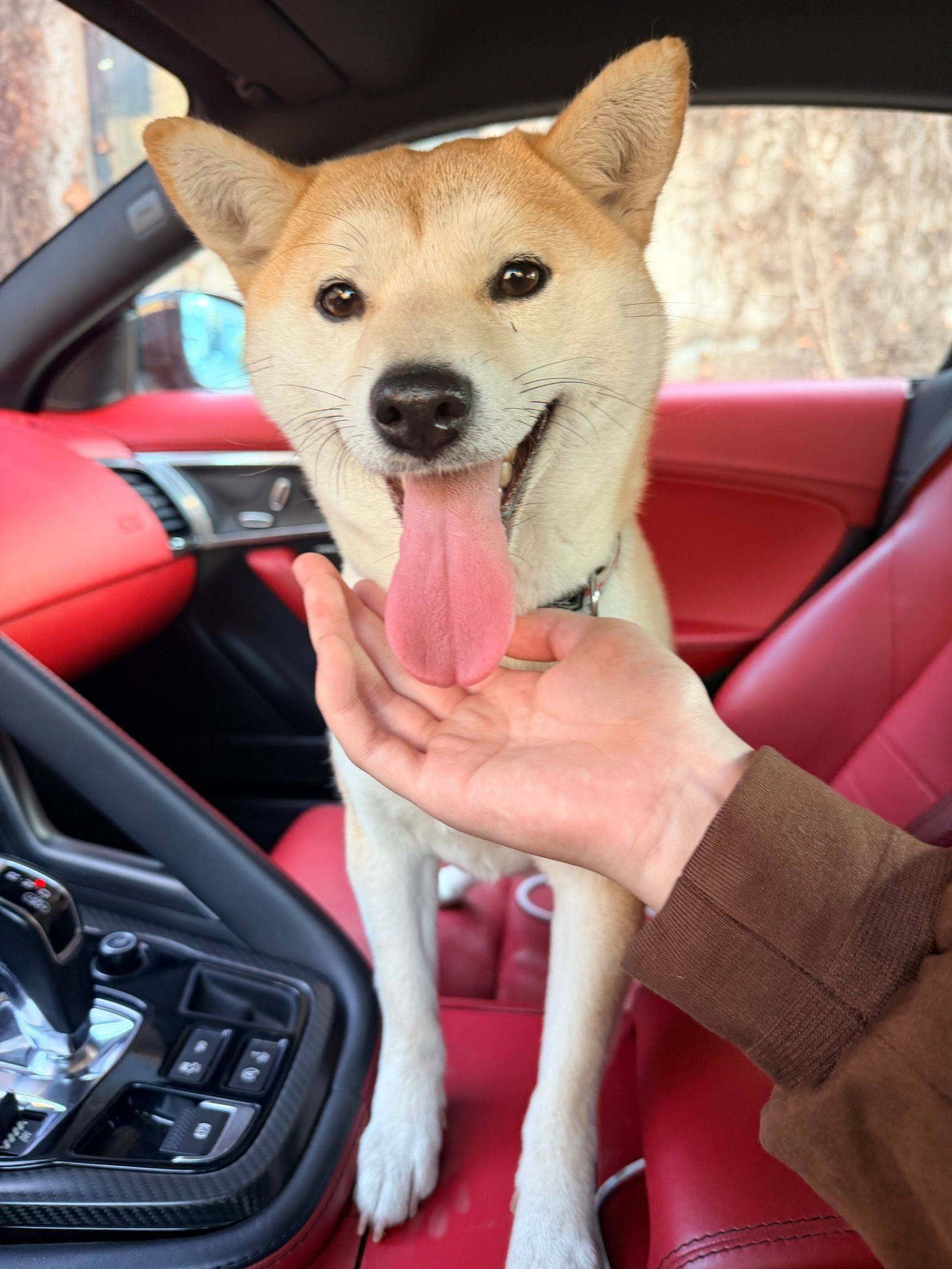 小八嘎