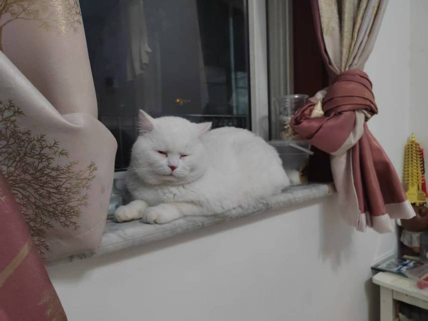 圆头圆脑圆肚皮_3