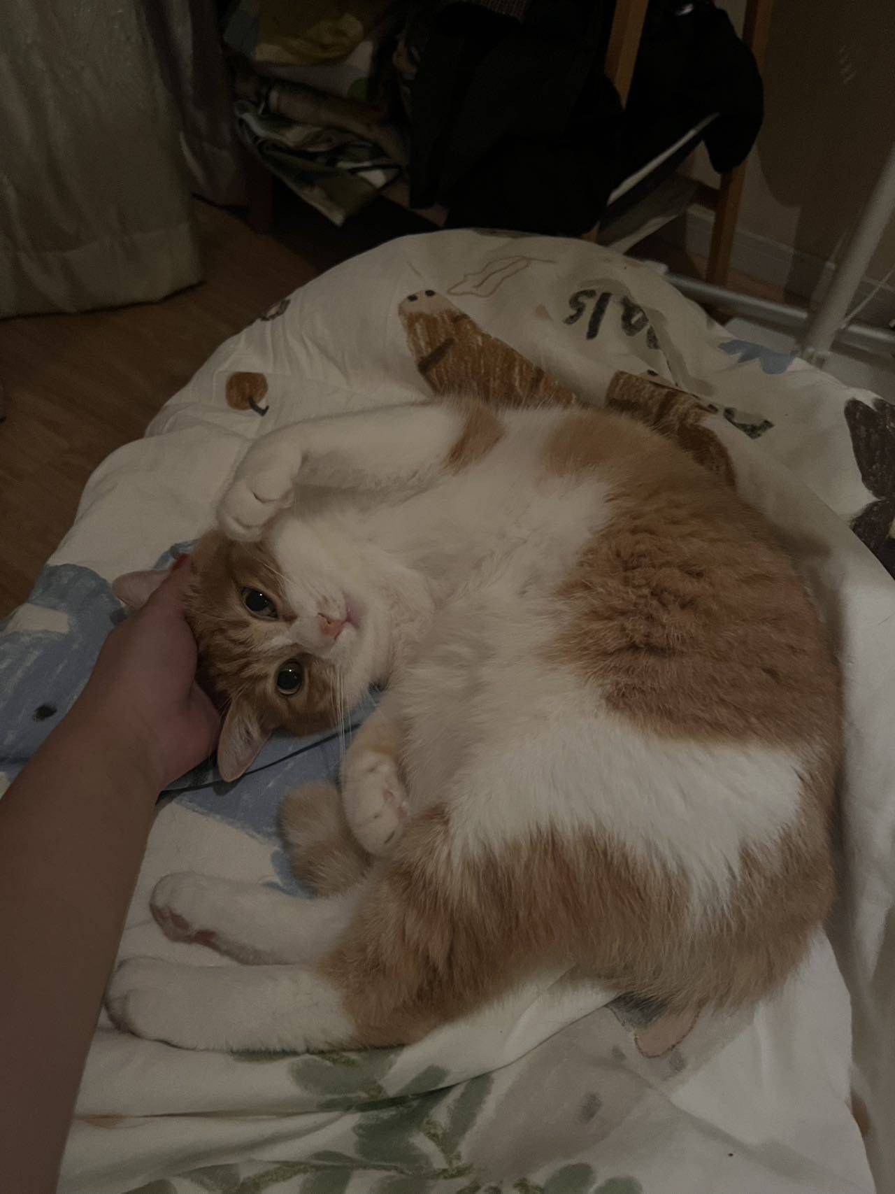 叽叽歪歪的歪歪_2