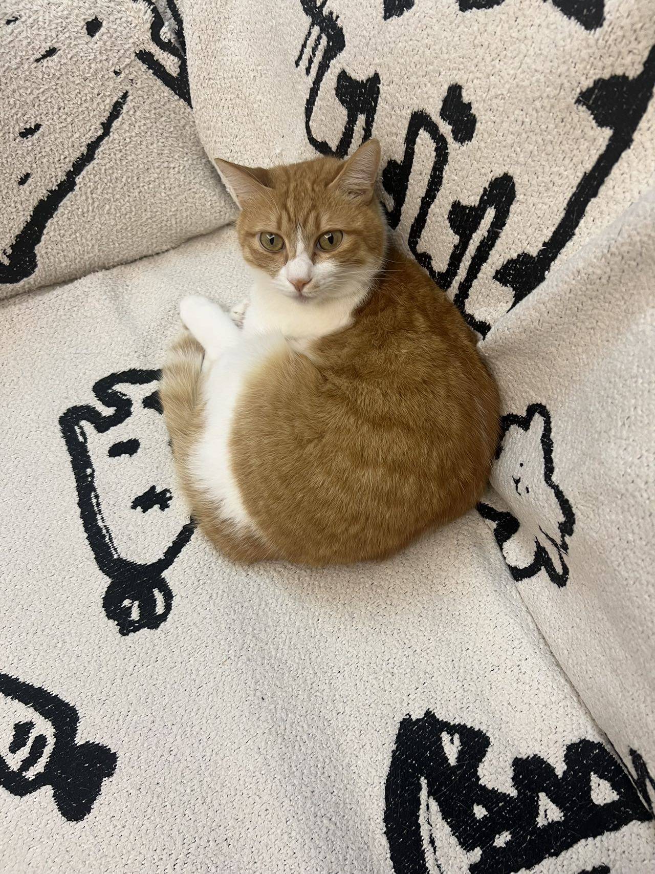 叽叽歪歪的歪歪_4