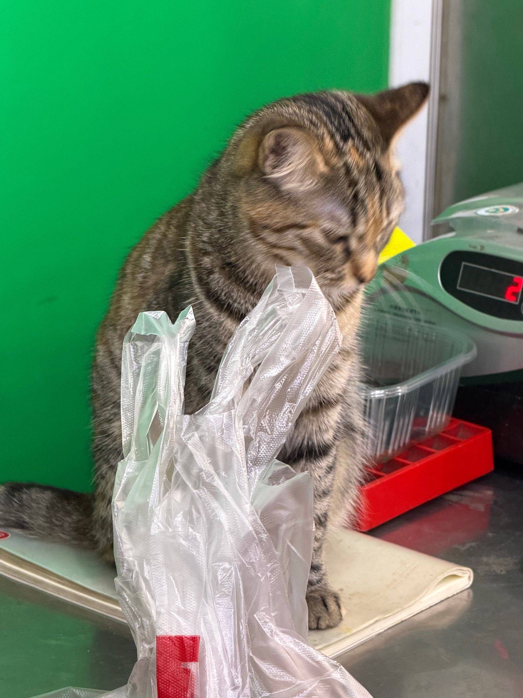 这家店的店长是一个小猫咪_2