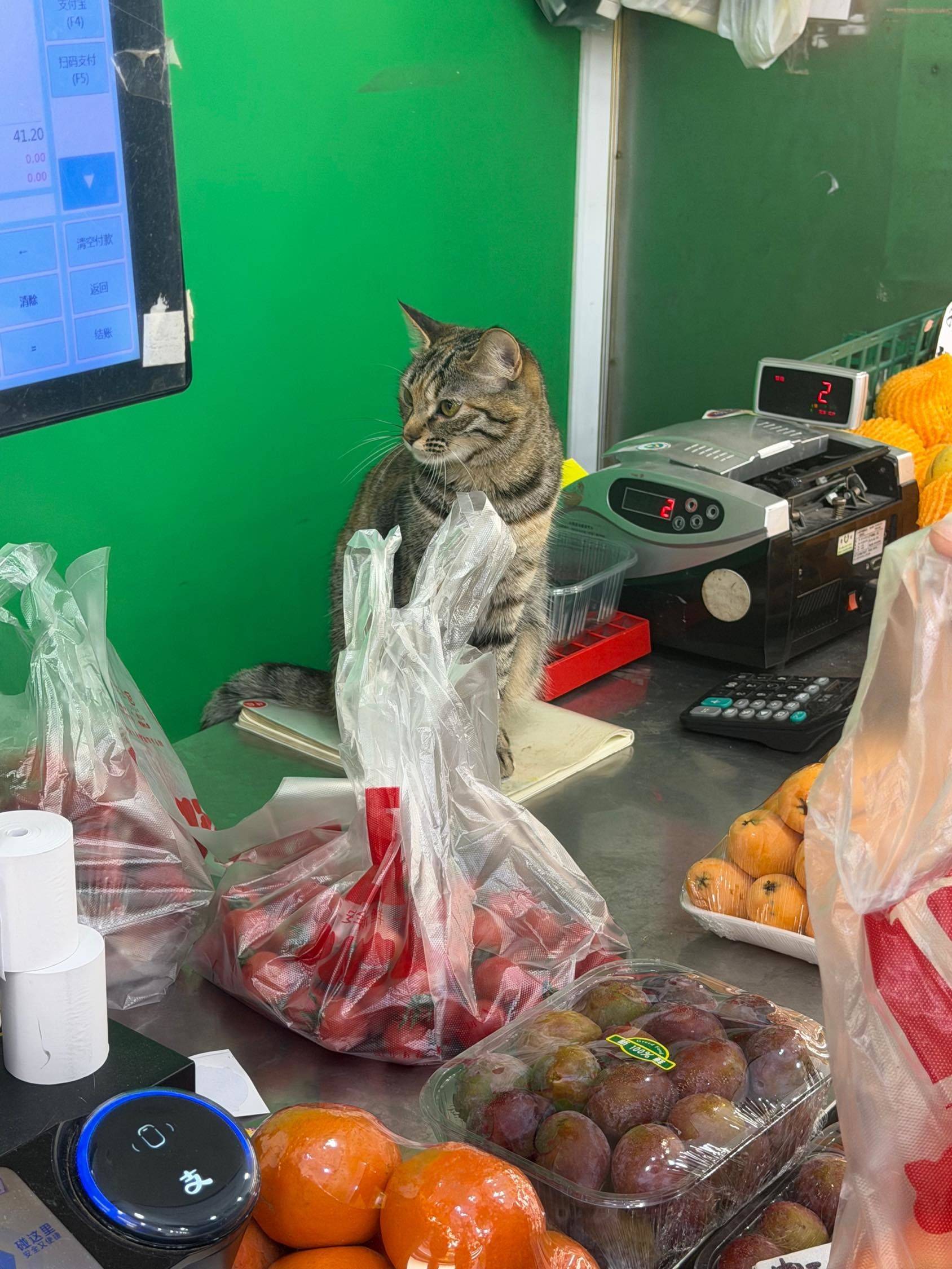 这家店的店长是一个小猫咪