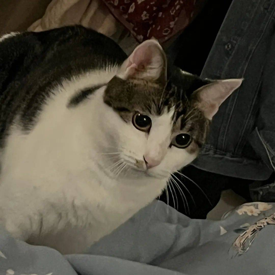 发发猫猫照片_1