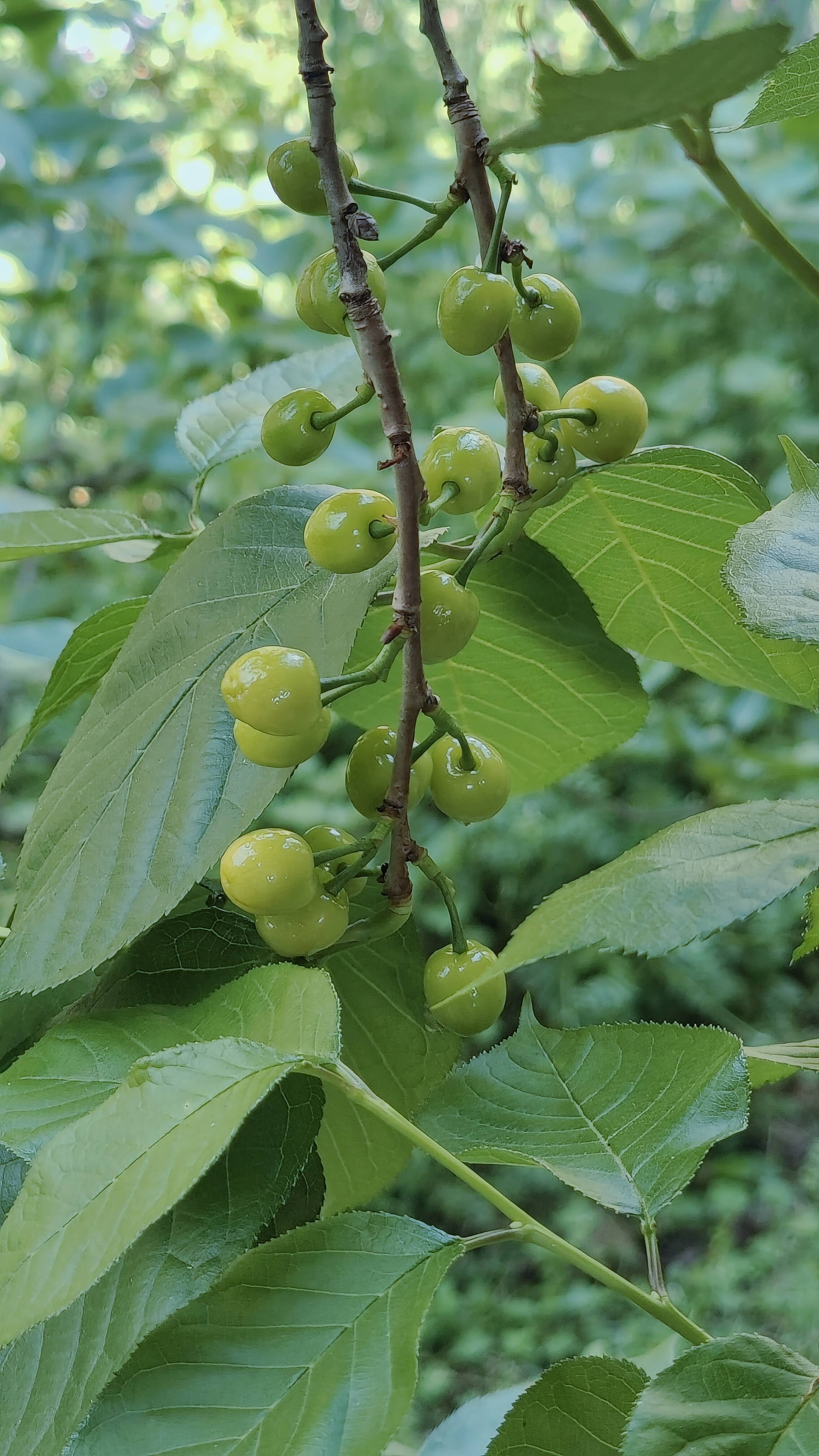 欢迎来我家摘樱桃