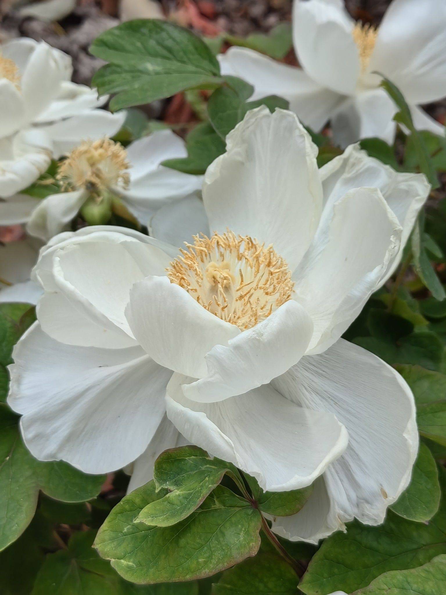  牡丹花开  国色天香