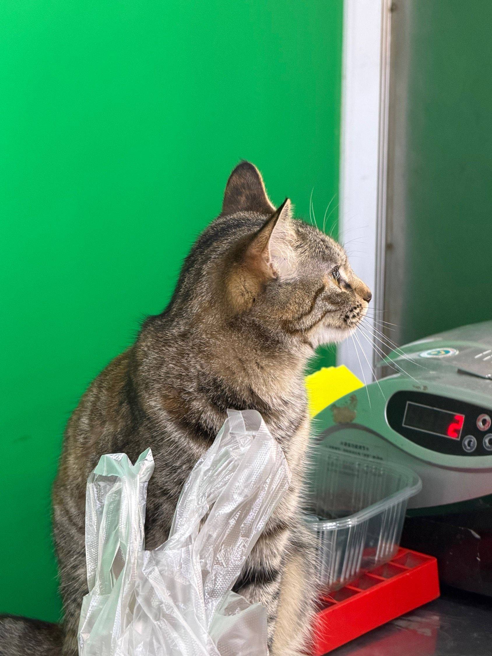 这家店的店长是一个小猫咪_1