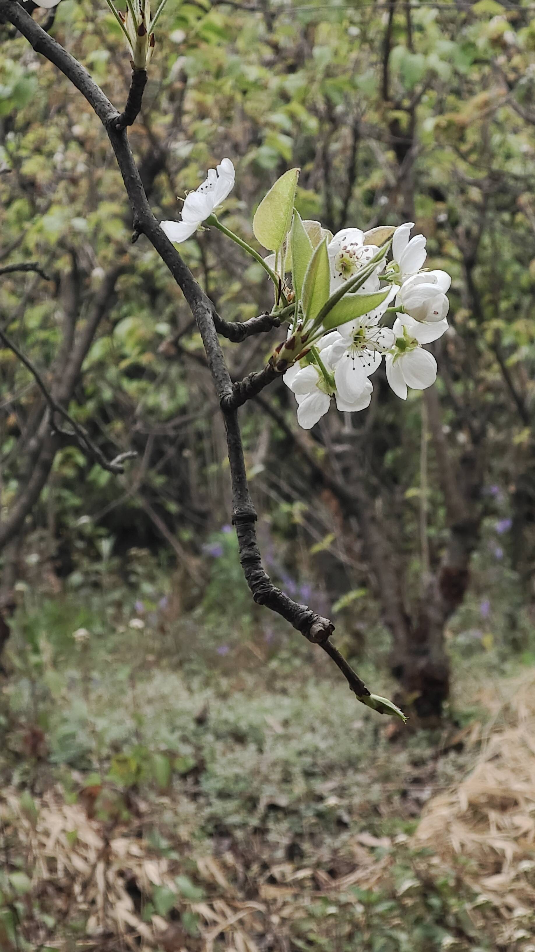 欢迎来我家摘樱桃_2
