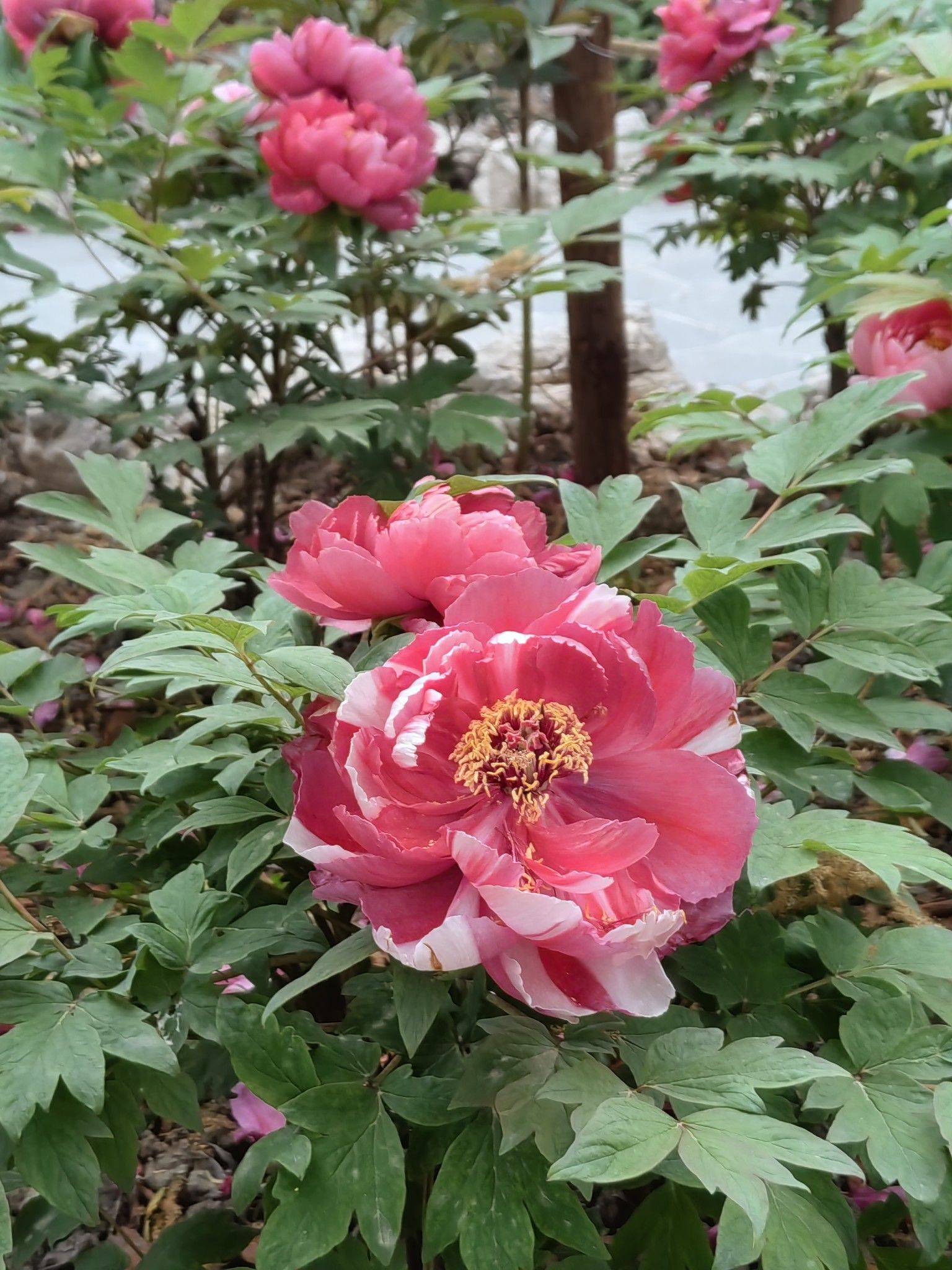  牡丹花开  国色天香_3