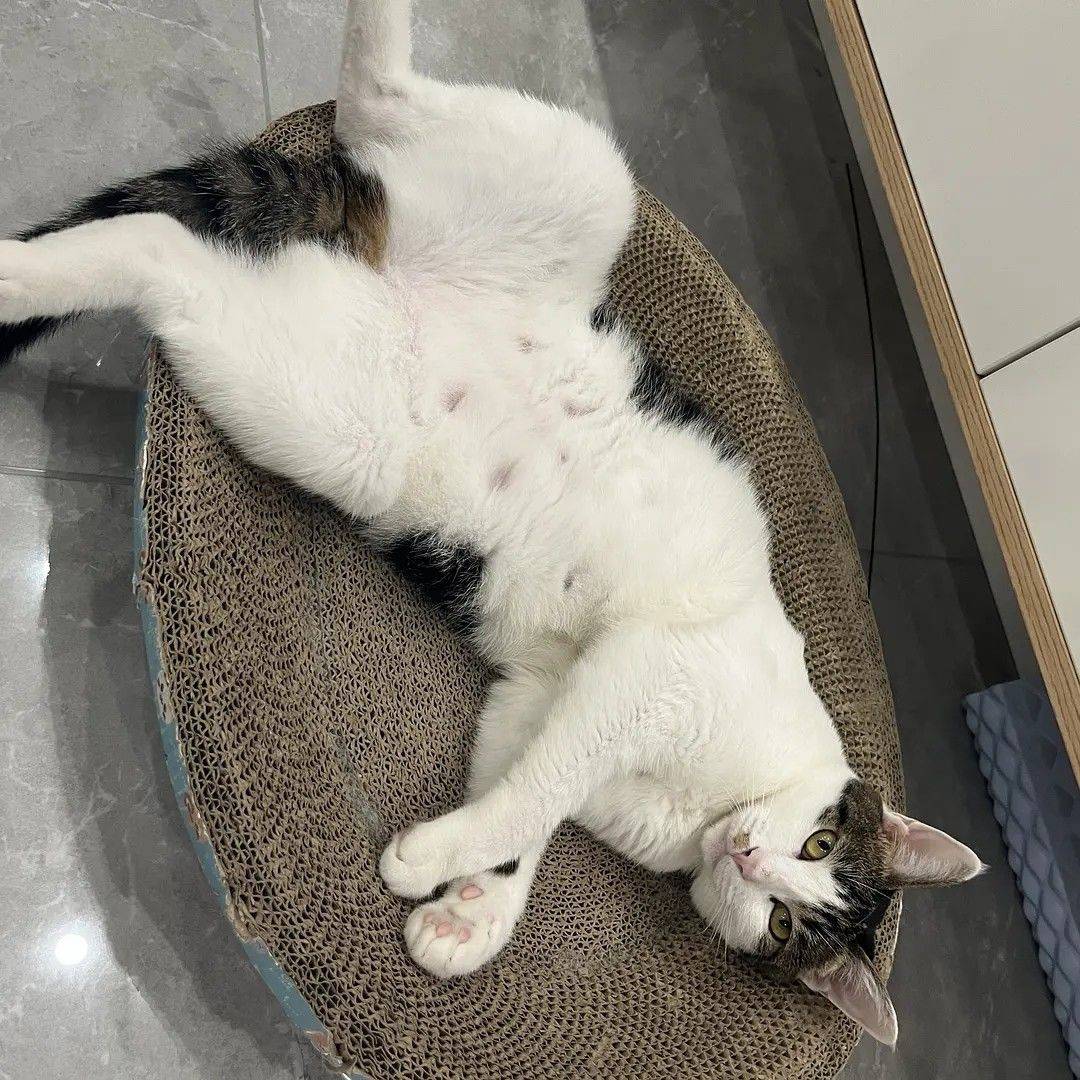 发发猫猫照片_2