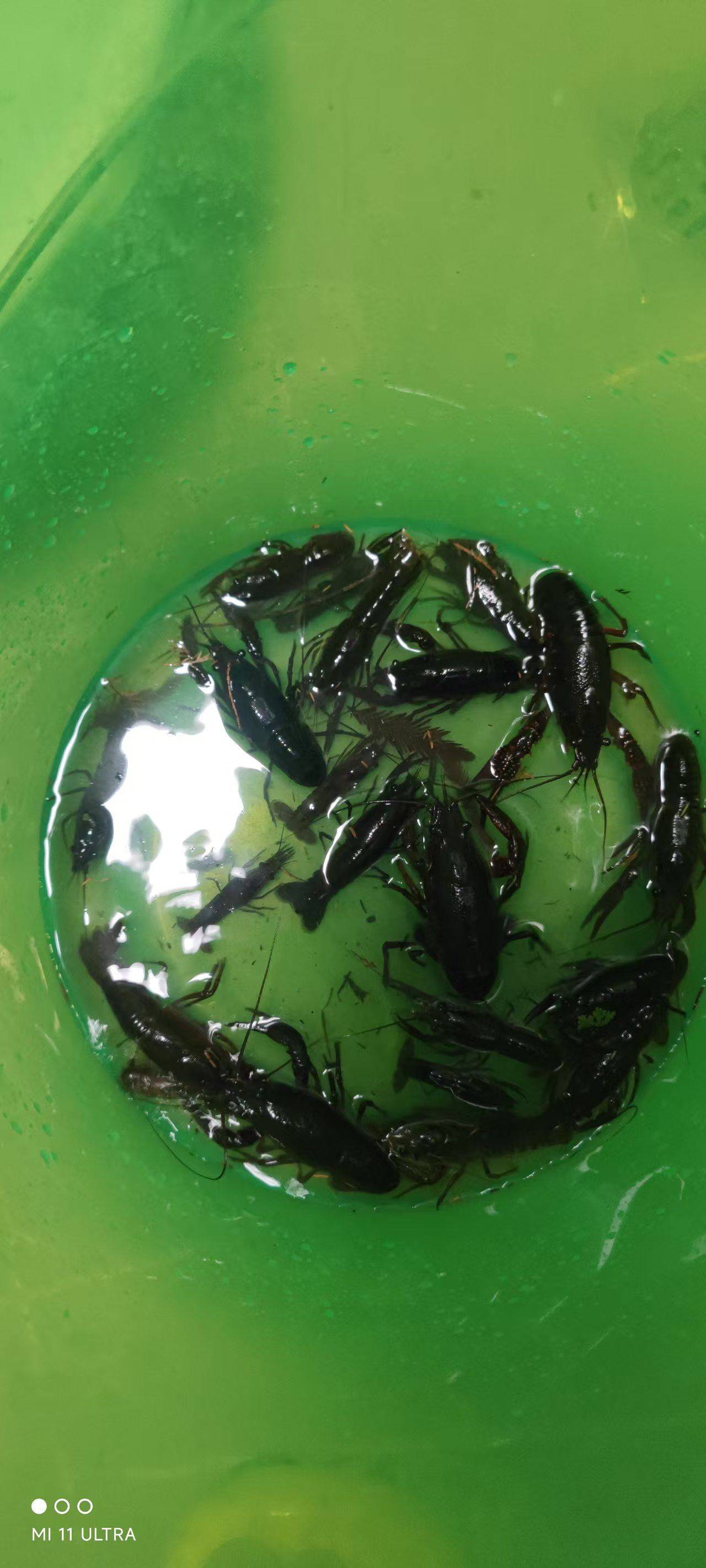 官渡区有没有抓小龙虾搭子呢 一个人去抓太