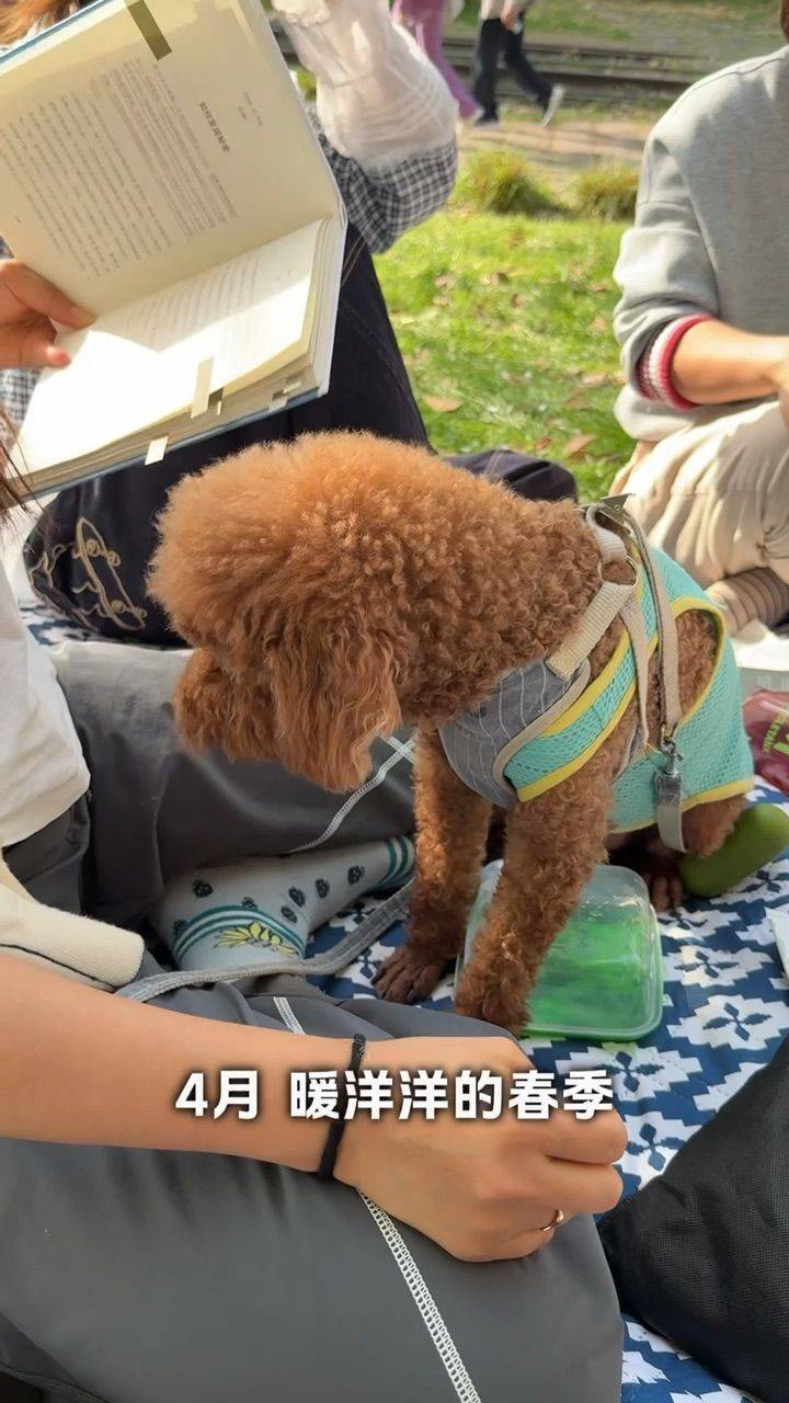 上海活动｜樱花季，招募户外好书分享人🌸