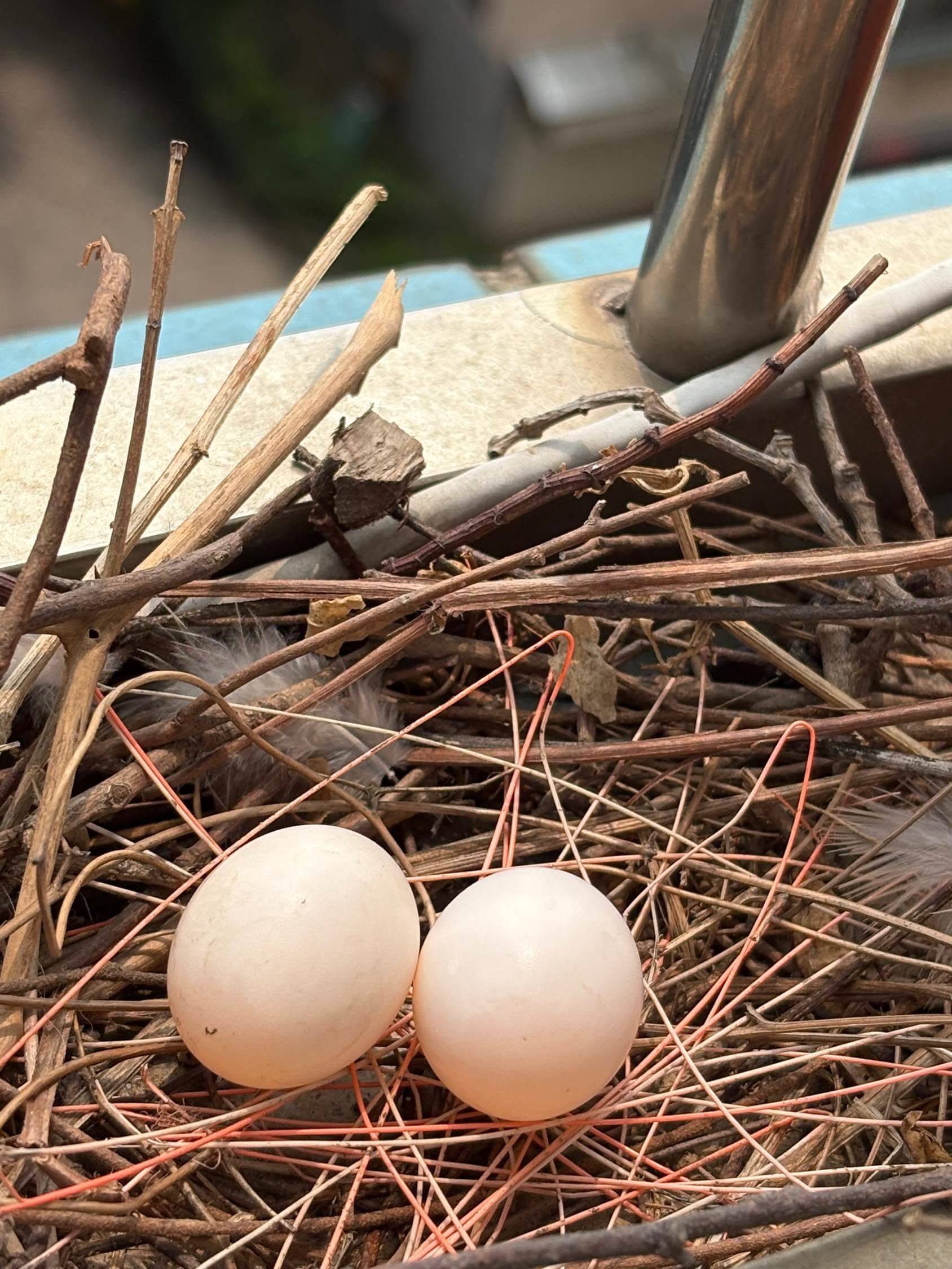 窗台鸟巢  斑鸠孵蛋 窗台边来了两只_1