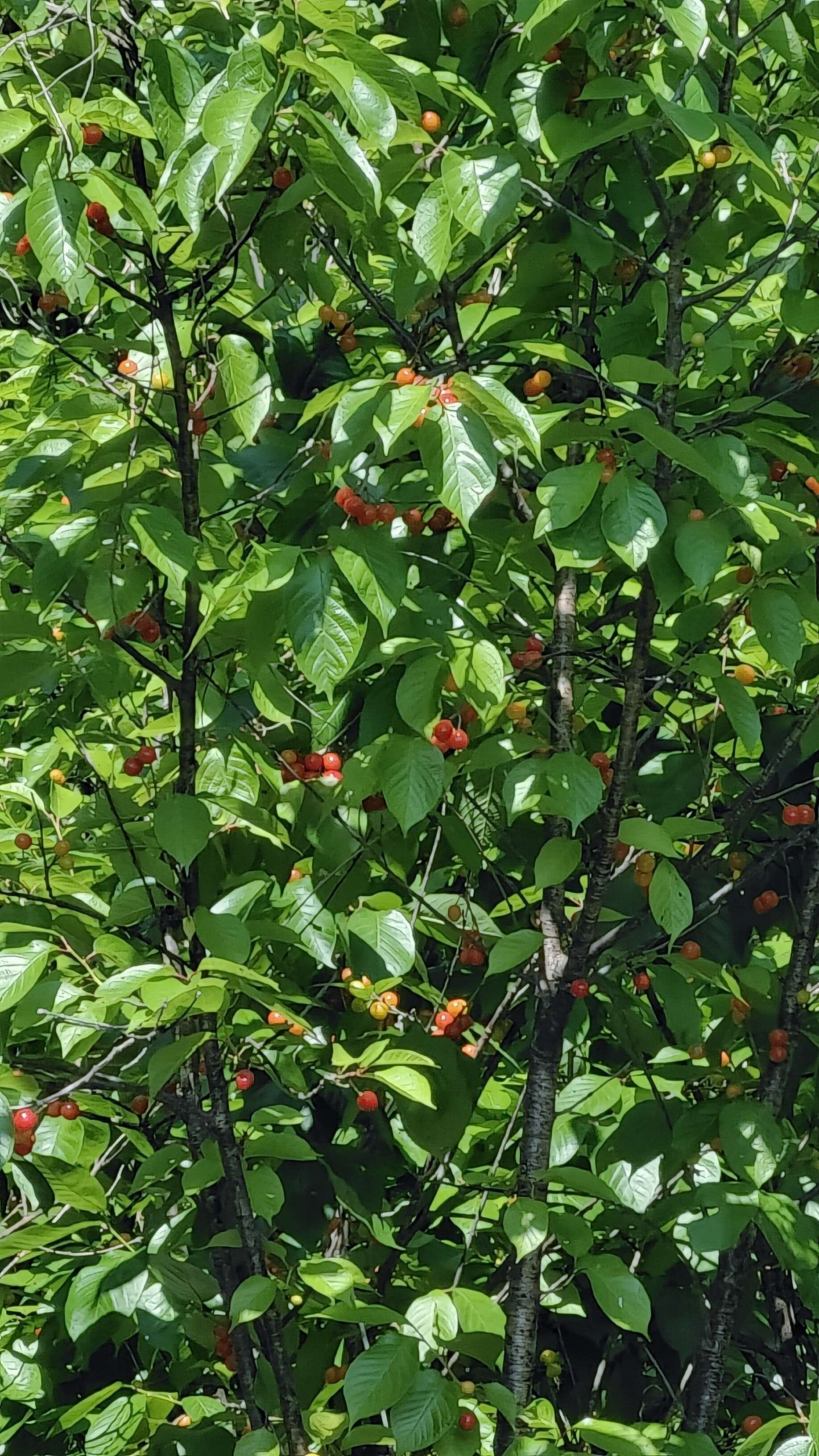 欢迎来我家摘樱桃_1