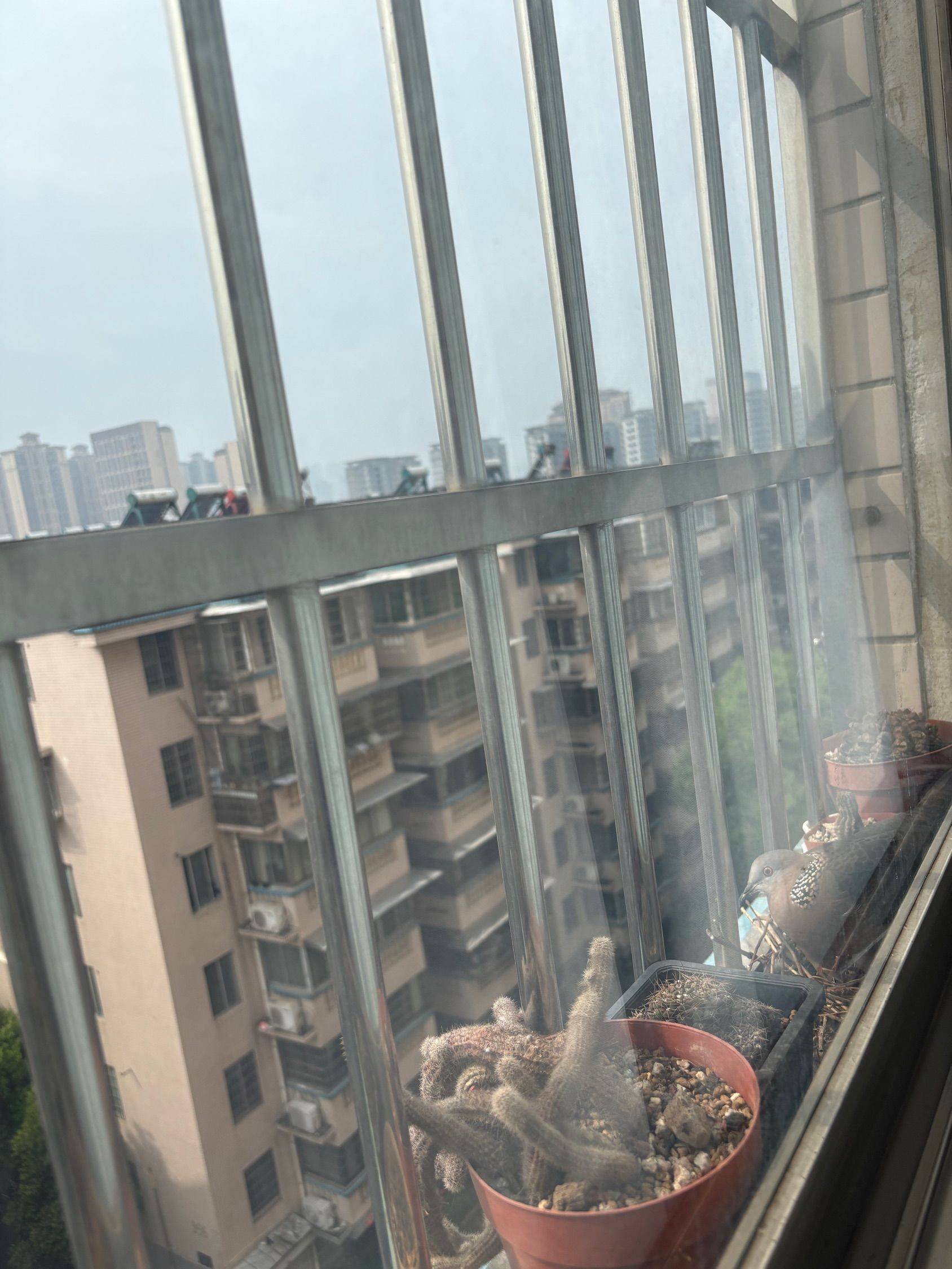 窗台鸟巢  斑鸠孵蛋 窗台边来了两只_2