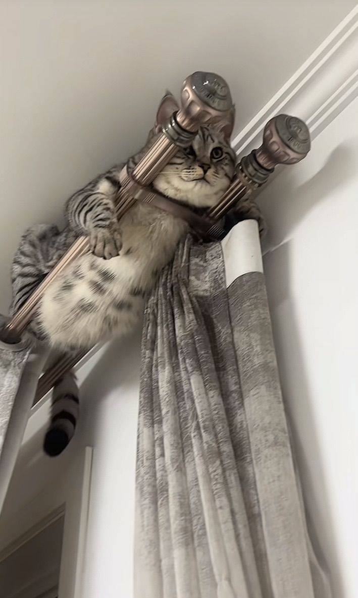 晚樱印白瓦 恰逢咪咪时 春日限定  _2