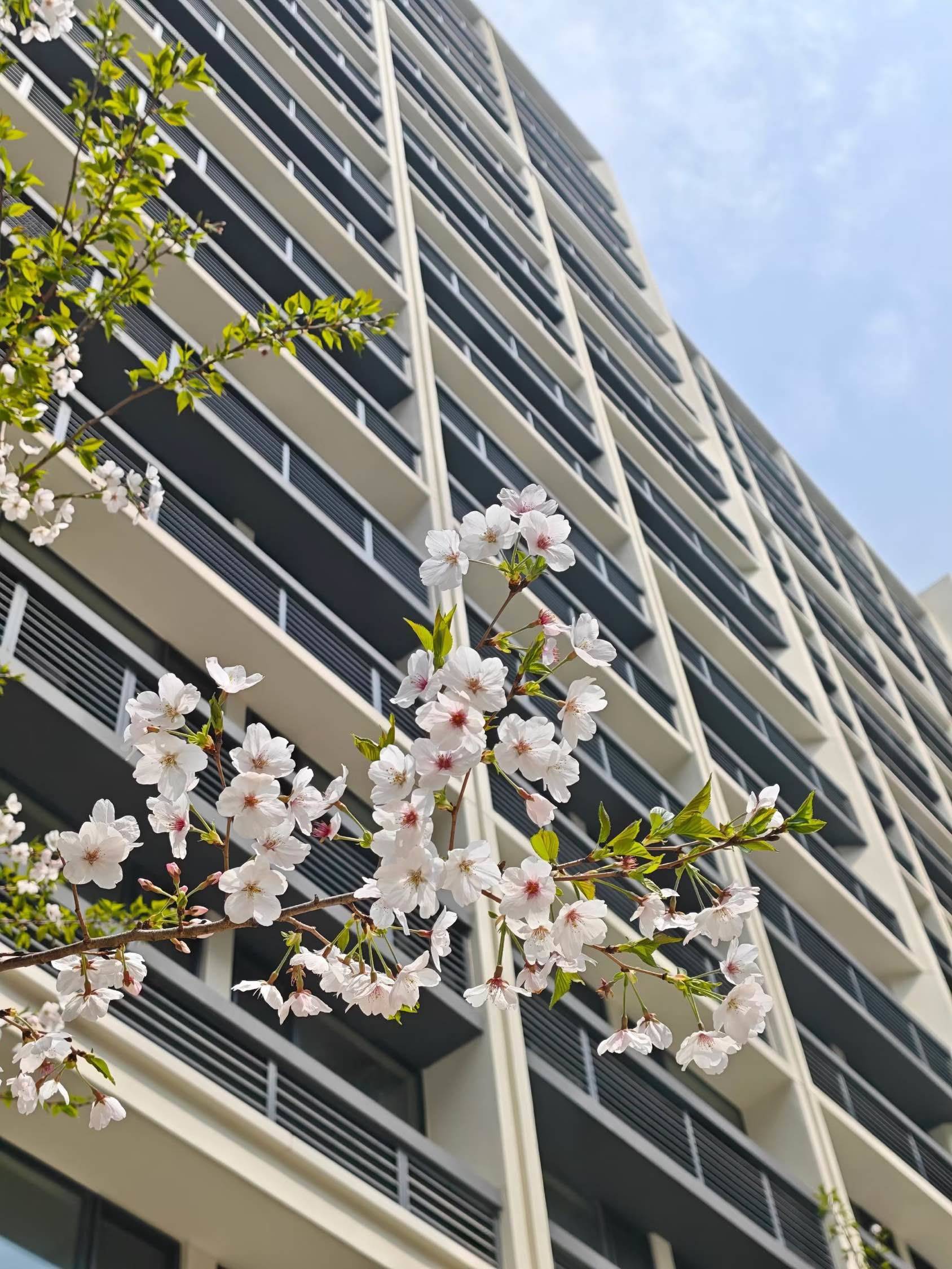 晚樱印白瓦 恰逢咪咪时 春日限定  _1