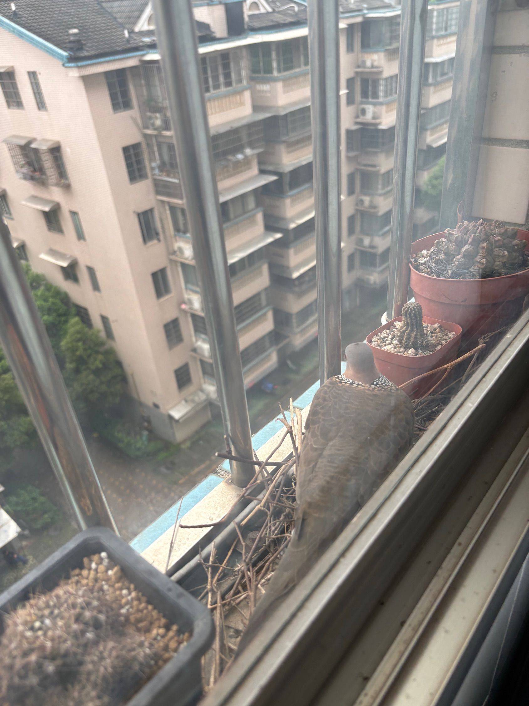 窗台鸟巢  斑鸠孵蛋 窗台边来了两只