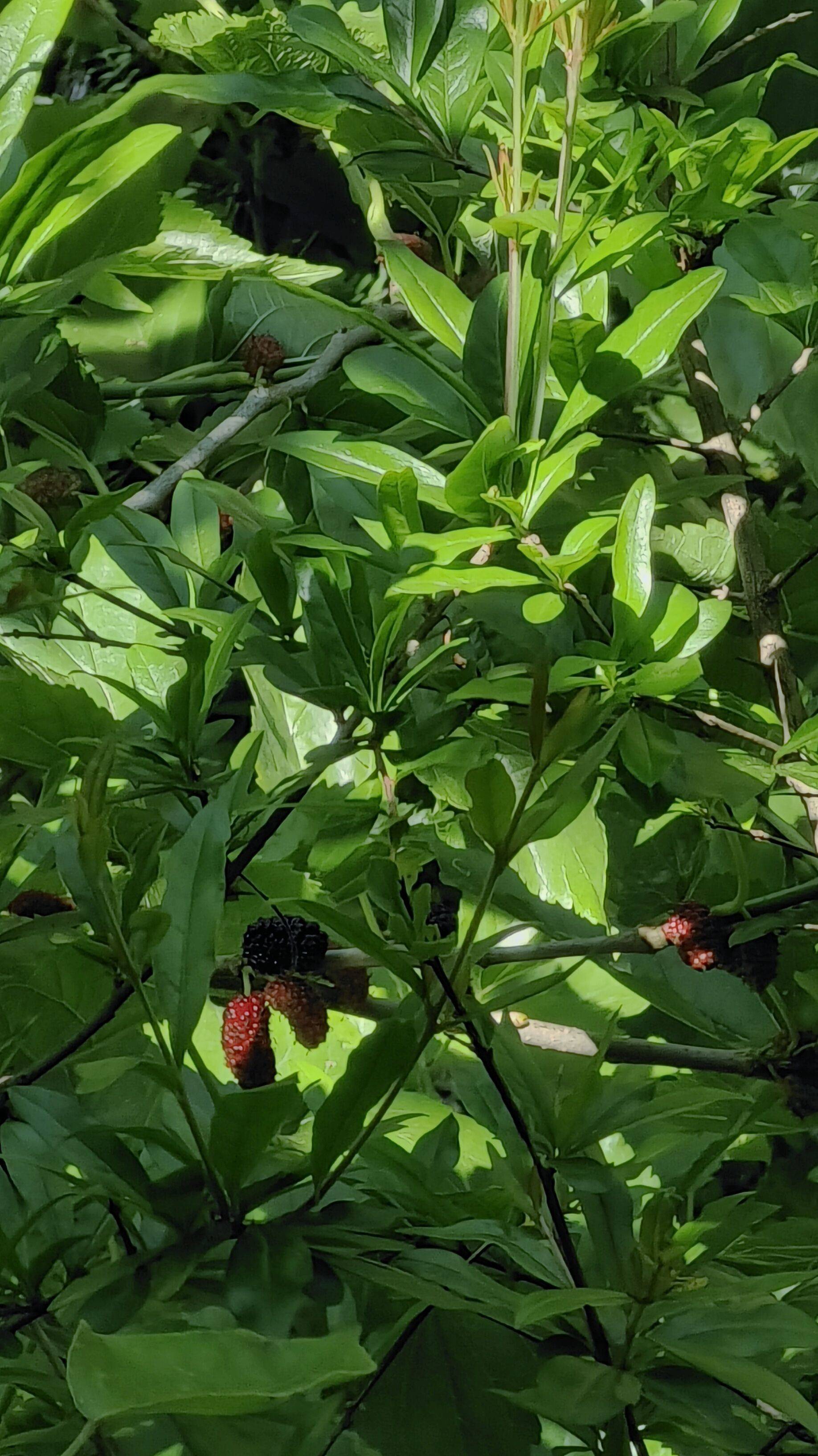 欢迎来我家摘樱桃_3