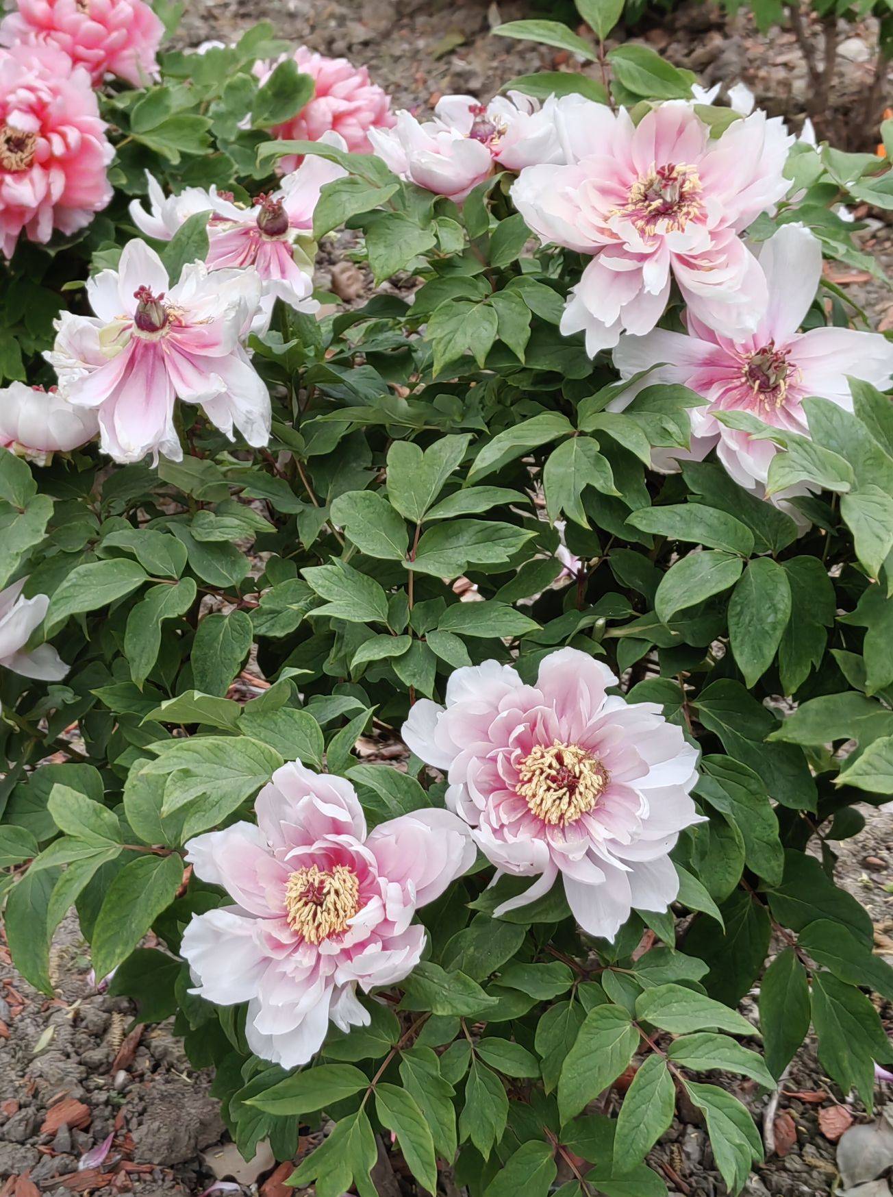  牡丹花开  国色天香_1