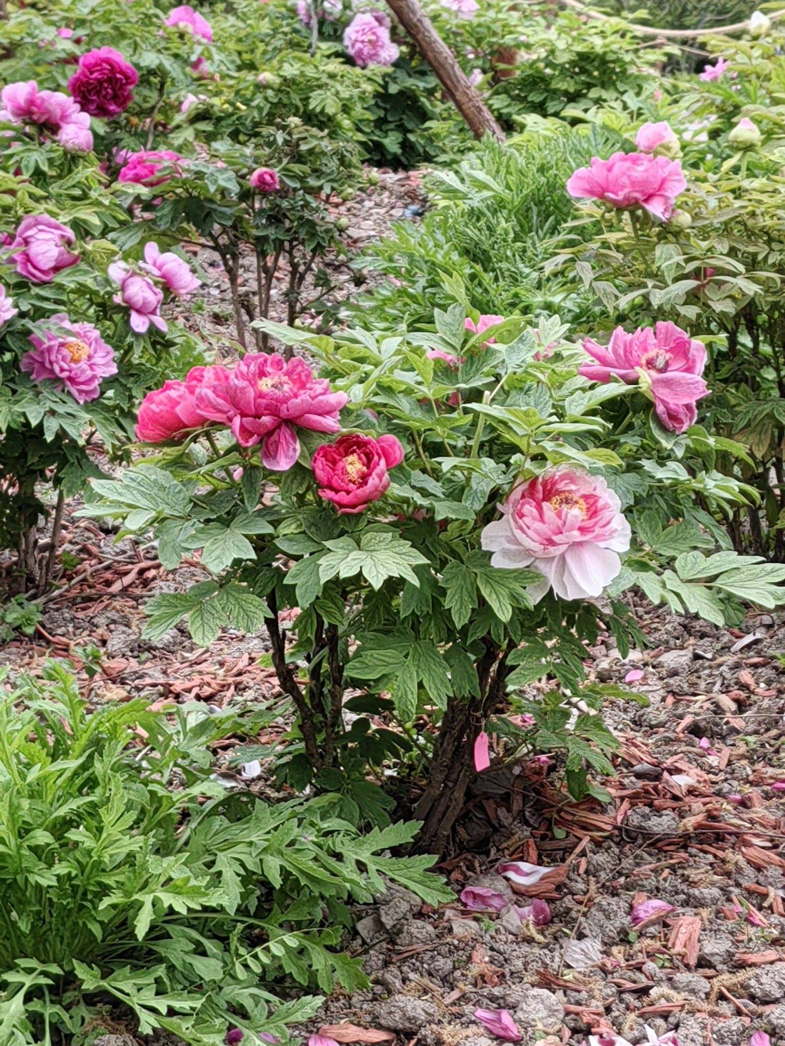  牡丹花开  国色天香_4