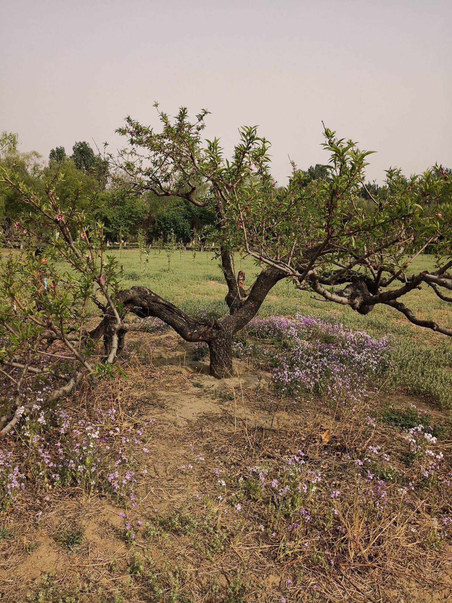  漫步大自然  花间树影  野趣盎_2