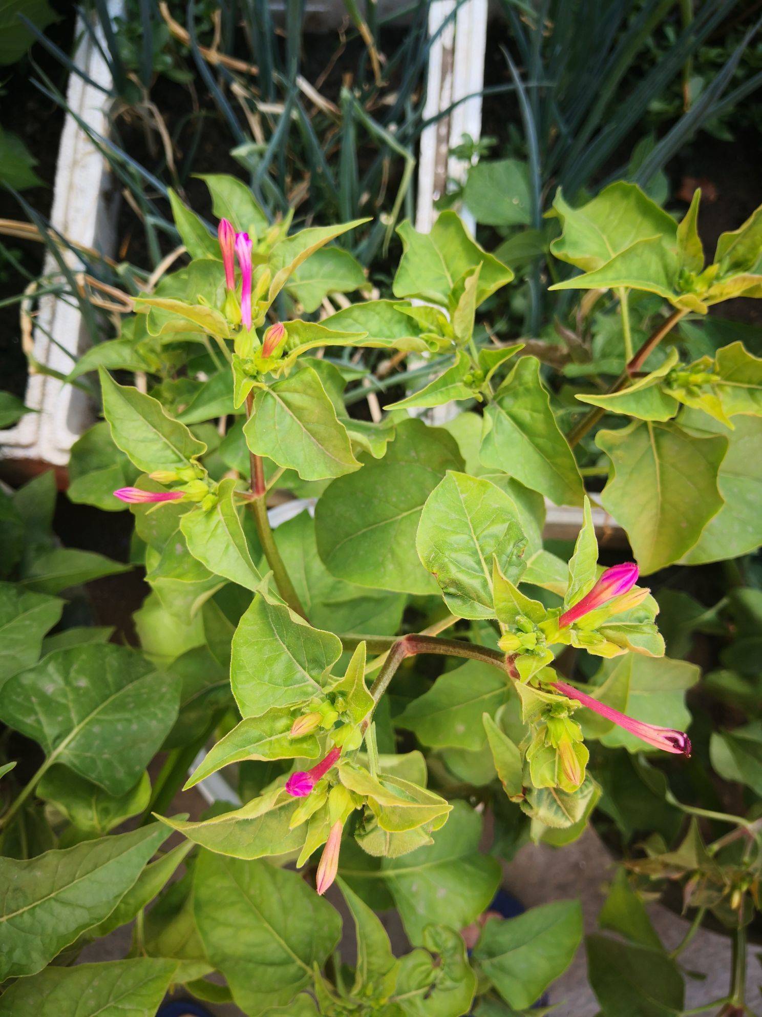 记录生活的美好瞬间
蓝天白云 高楼林_1