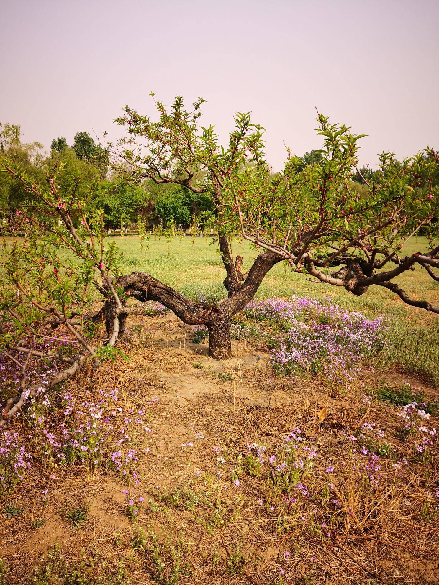  漫步大自然  花间树影  野趣盎