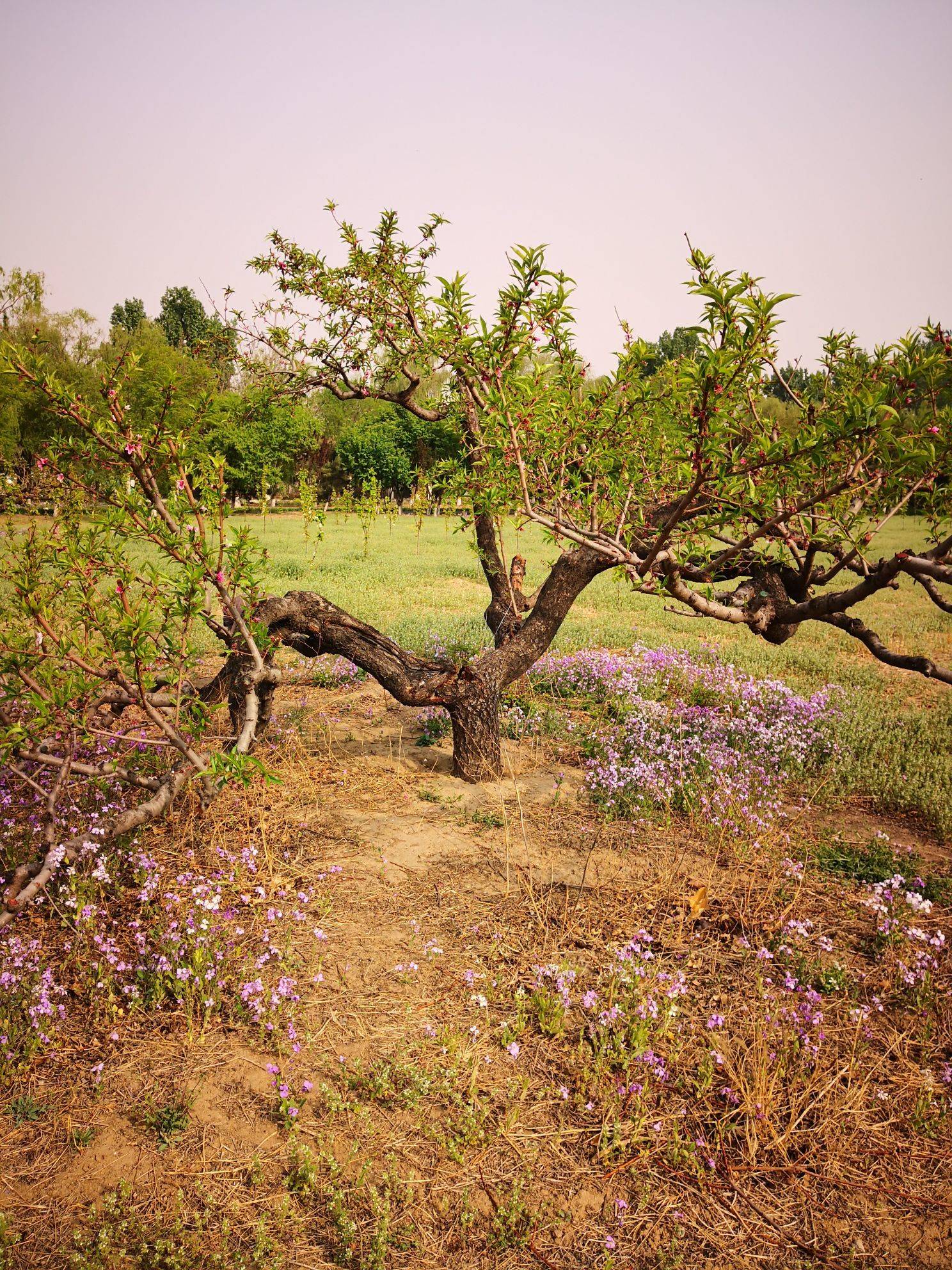 记录生活的美好瞬间
蓝天白云 高楼林_3