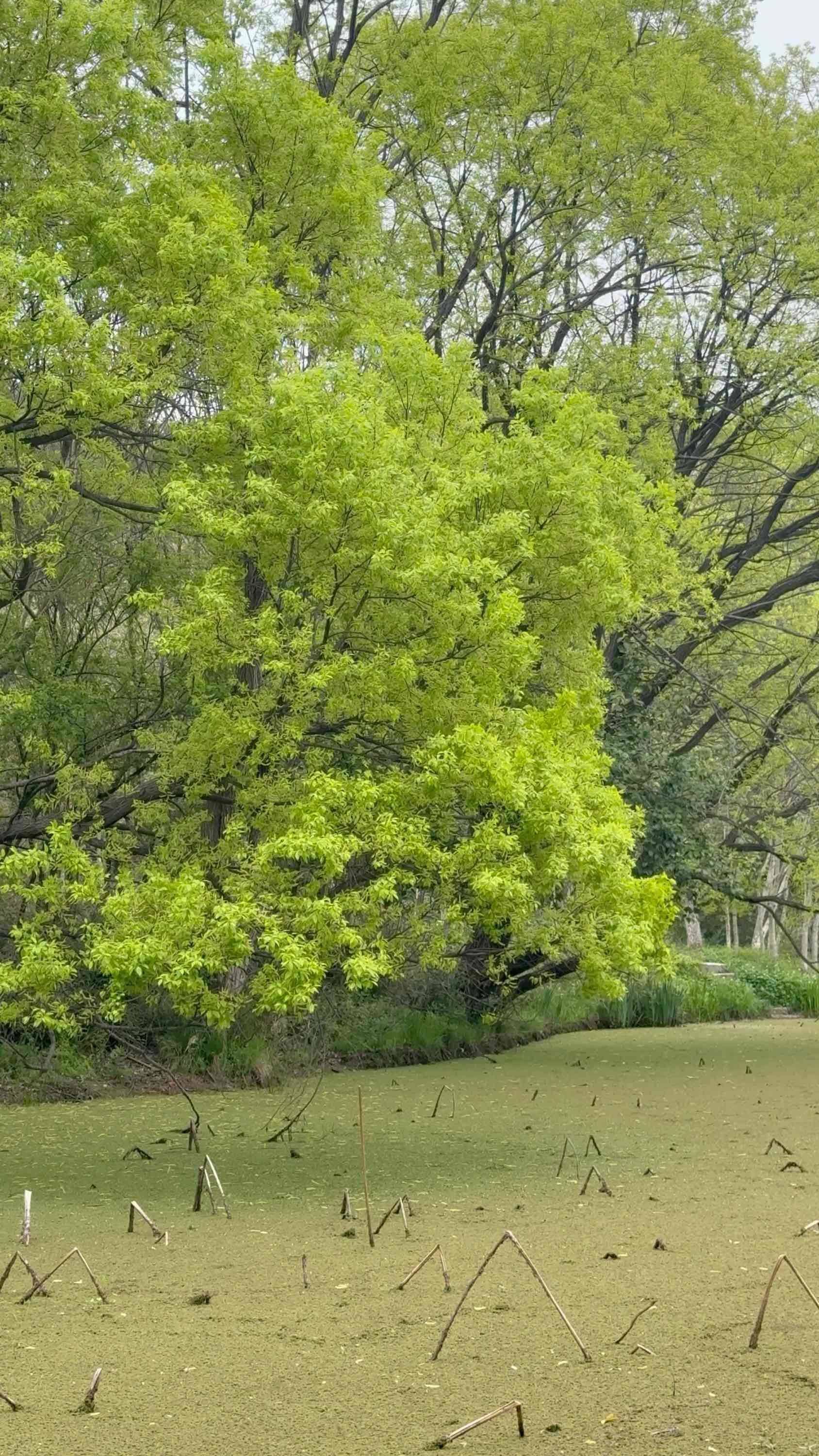 春会来，事会顺，人会好，花会开