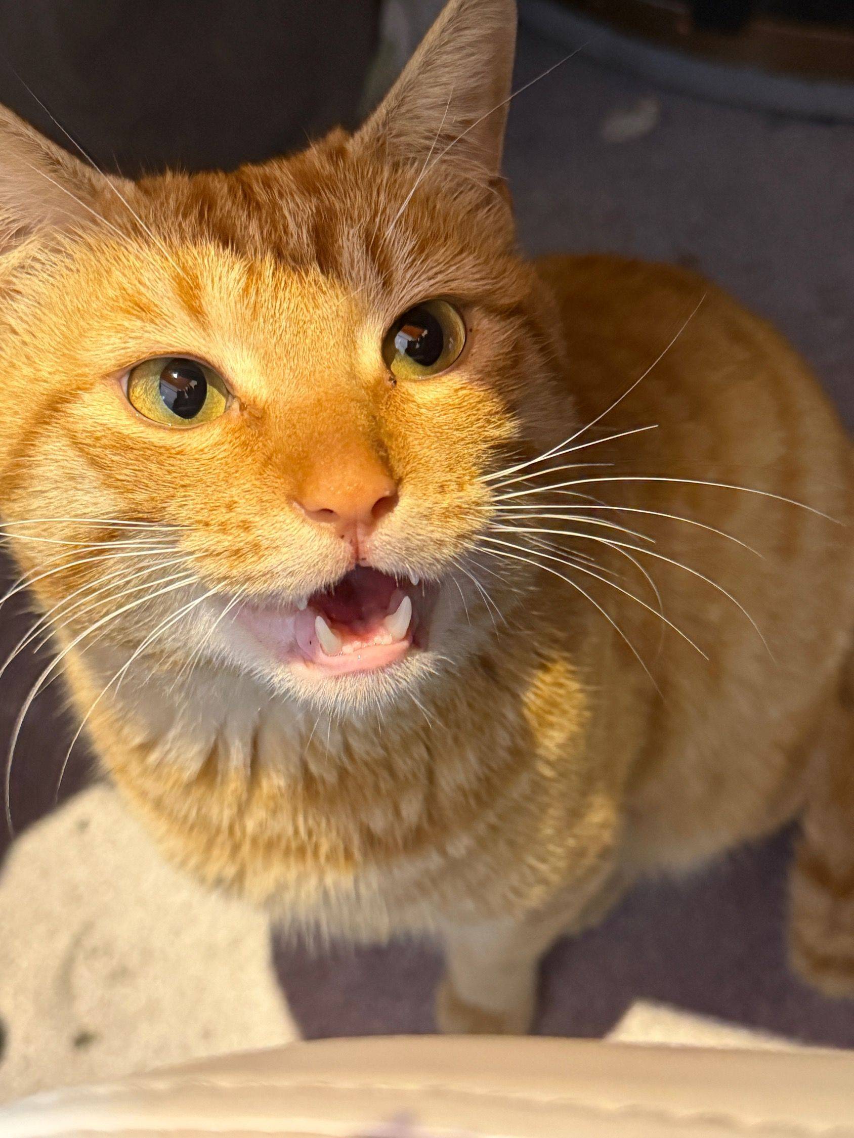 达橘橘橘橘橘_2