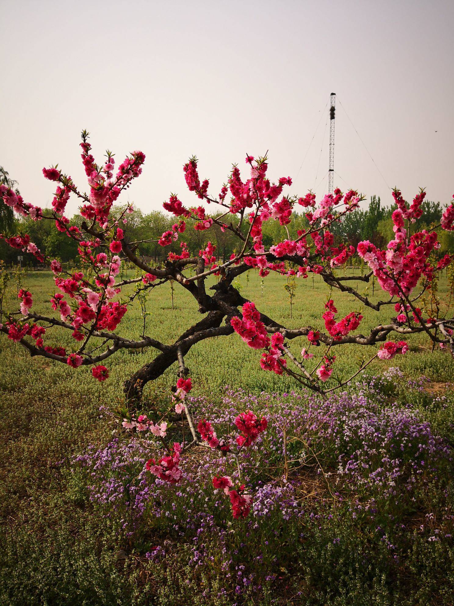  漫步大自然  花间树影  野趣盎_4