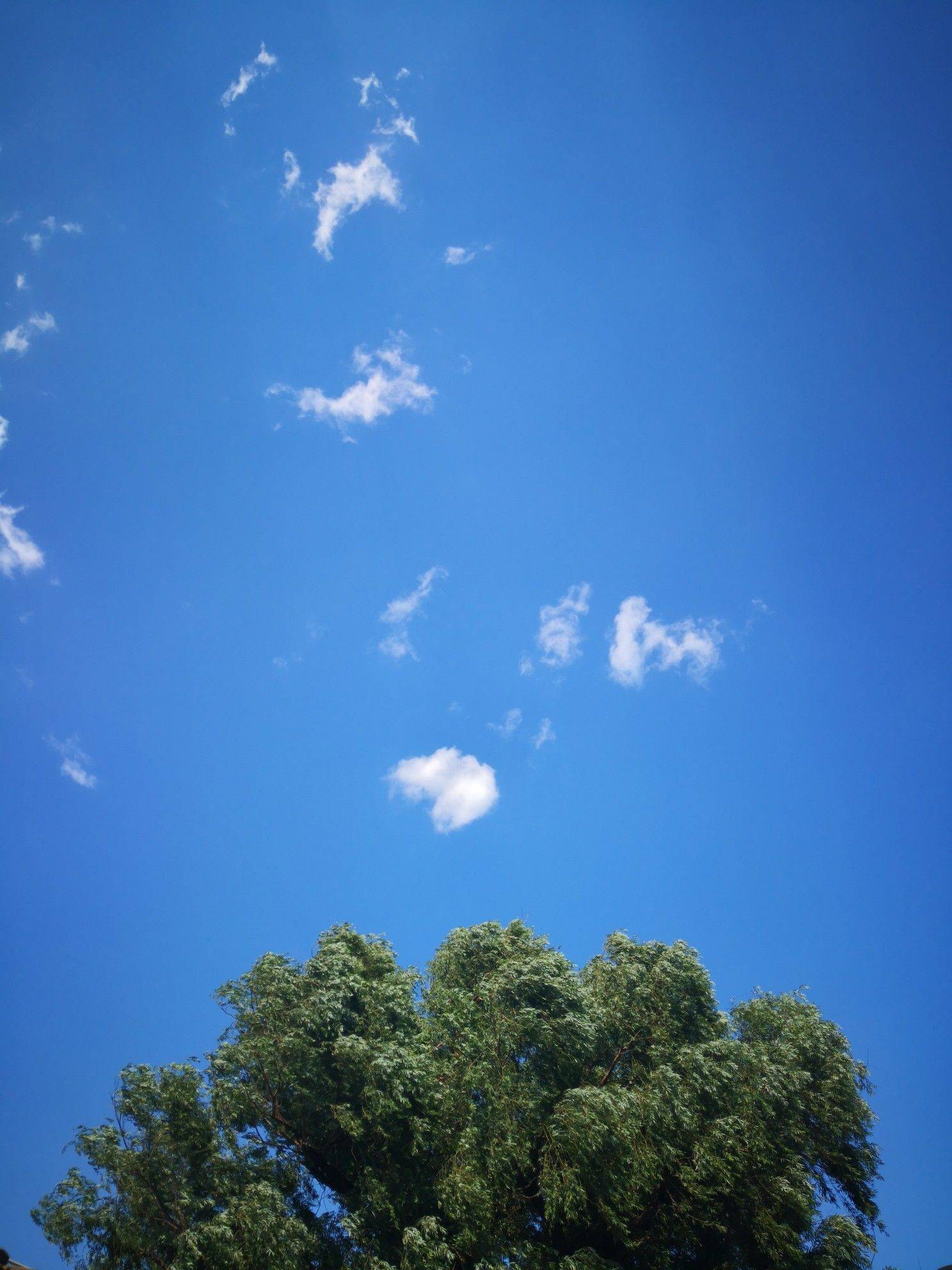 记录生活的美好瞬间
蓝天白云 高楼林_2