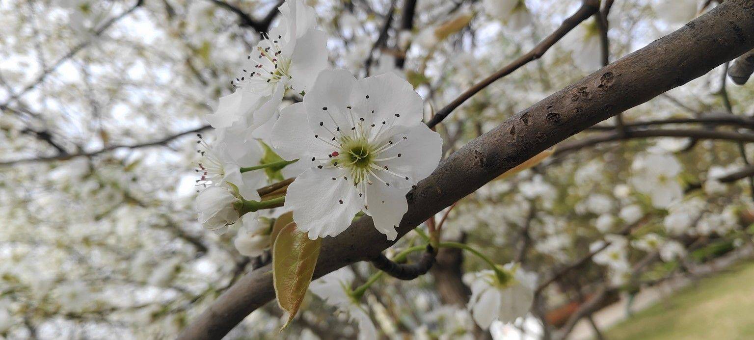 郑州高新区房东直租 花影轻摇 