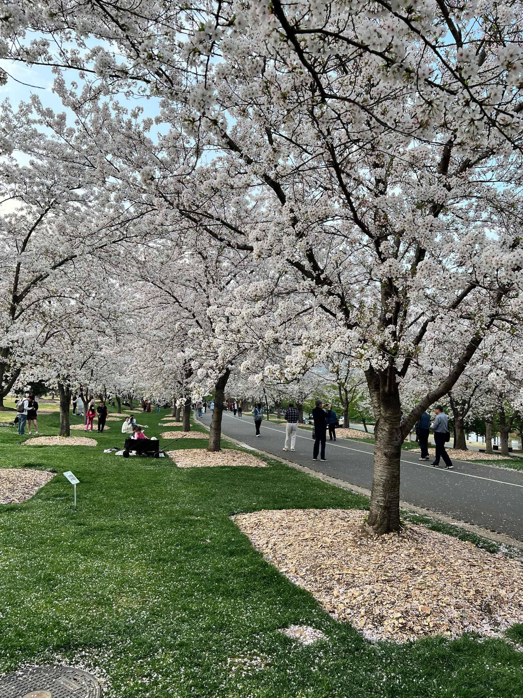 樱花季打卡_3